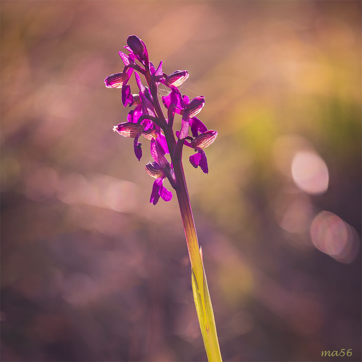 Orchis Morio