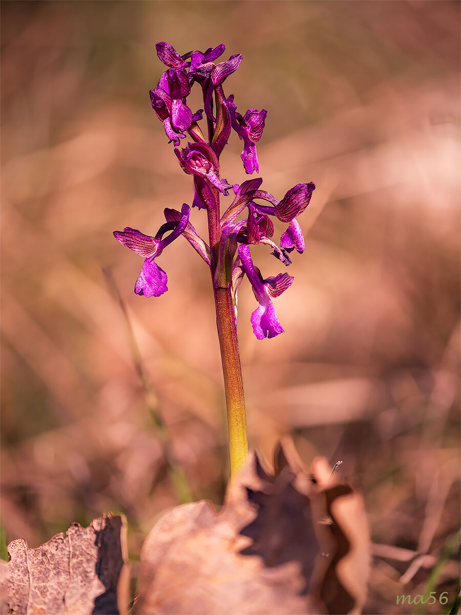 Orchis Morio