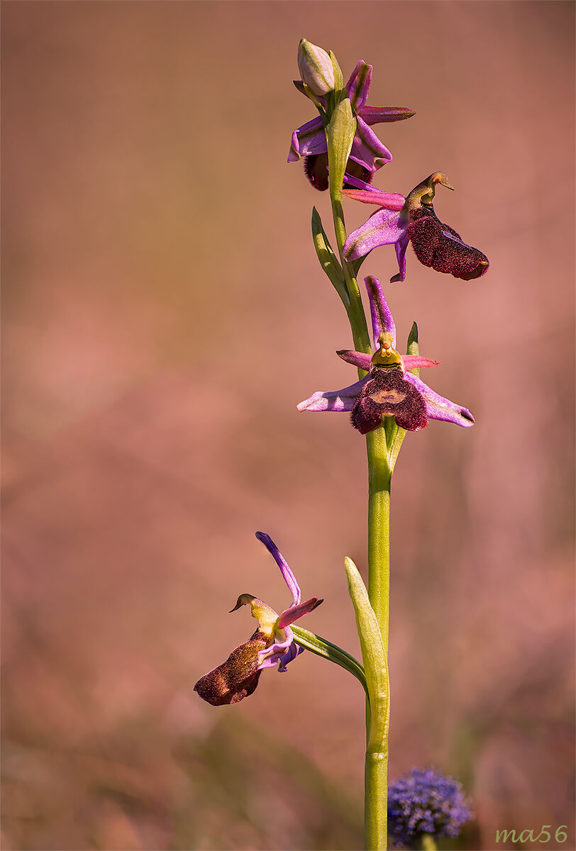 Ophrys Benacensis