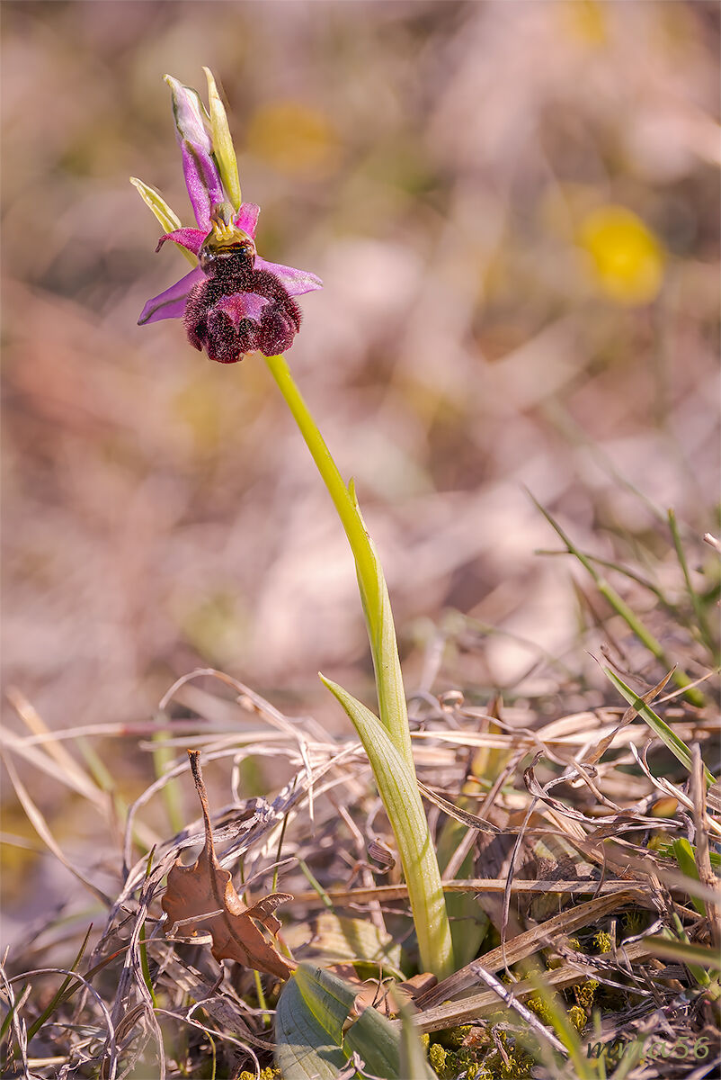 Ophrys Benacensis