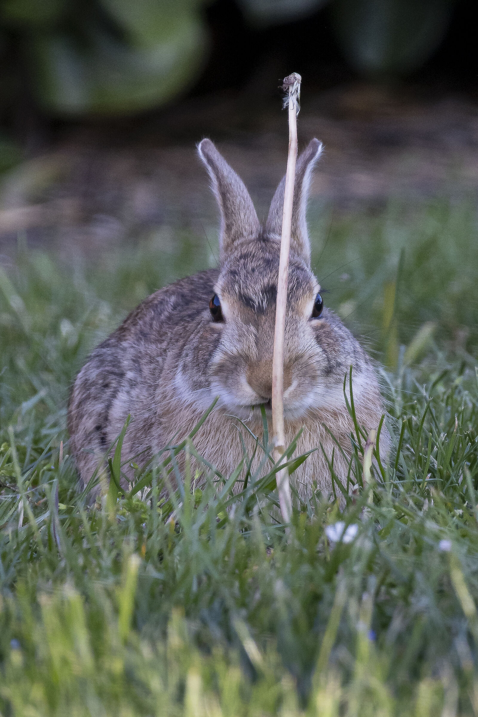 If I stand still, I'll hide behind here! 1/2