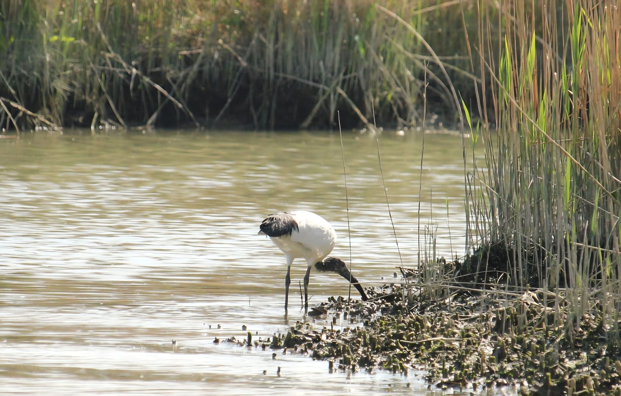 Sacred Ibis