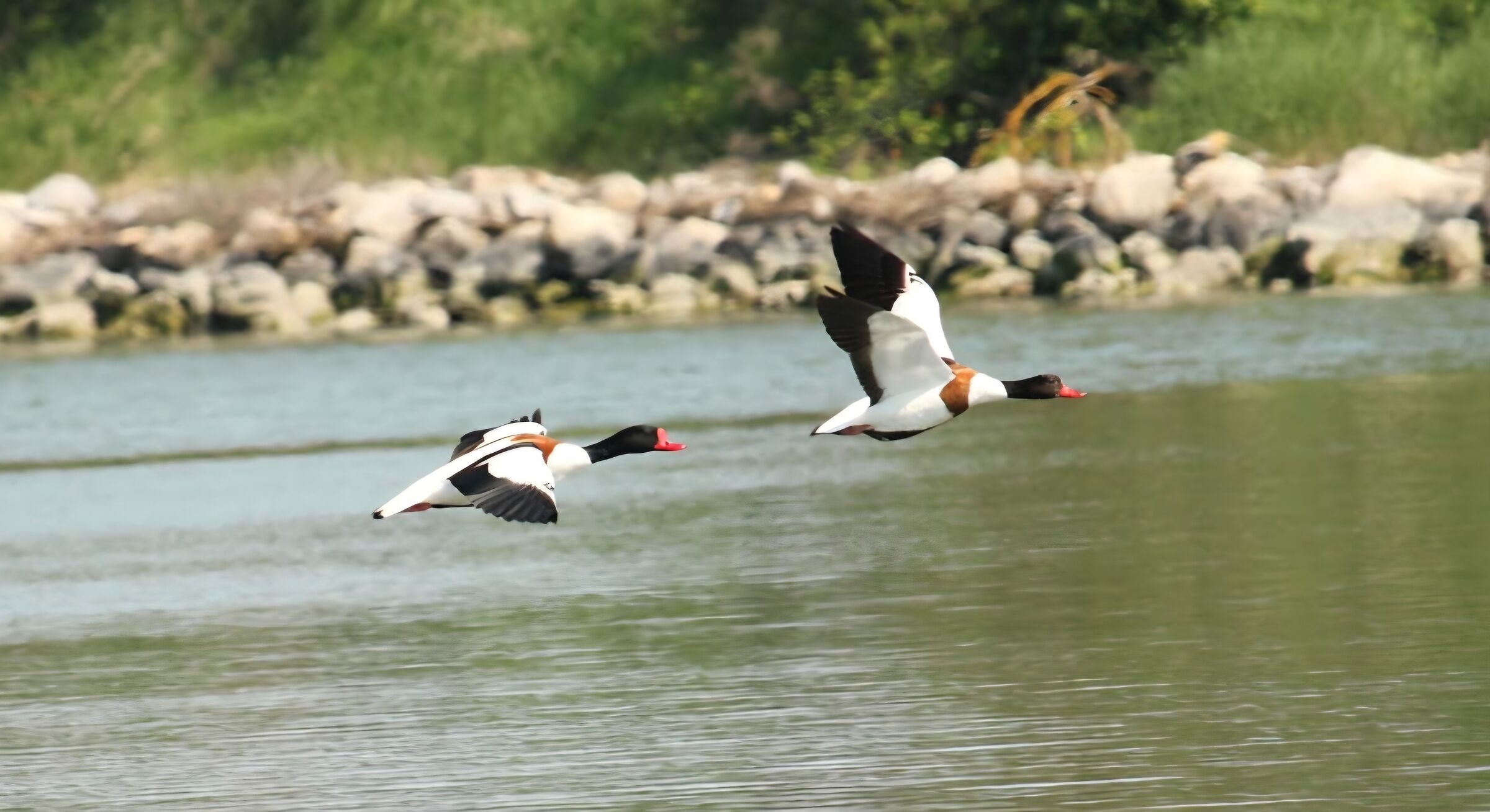 Shelduck