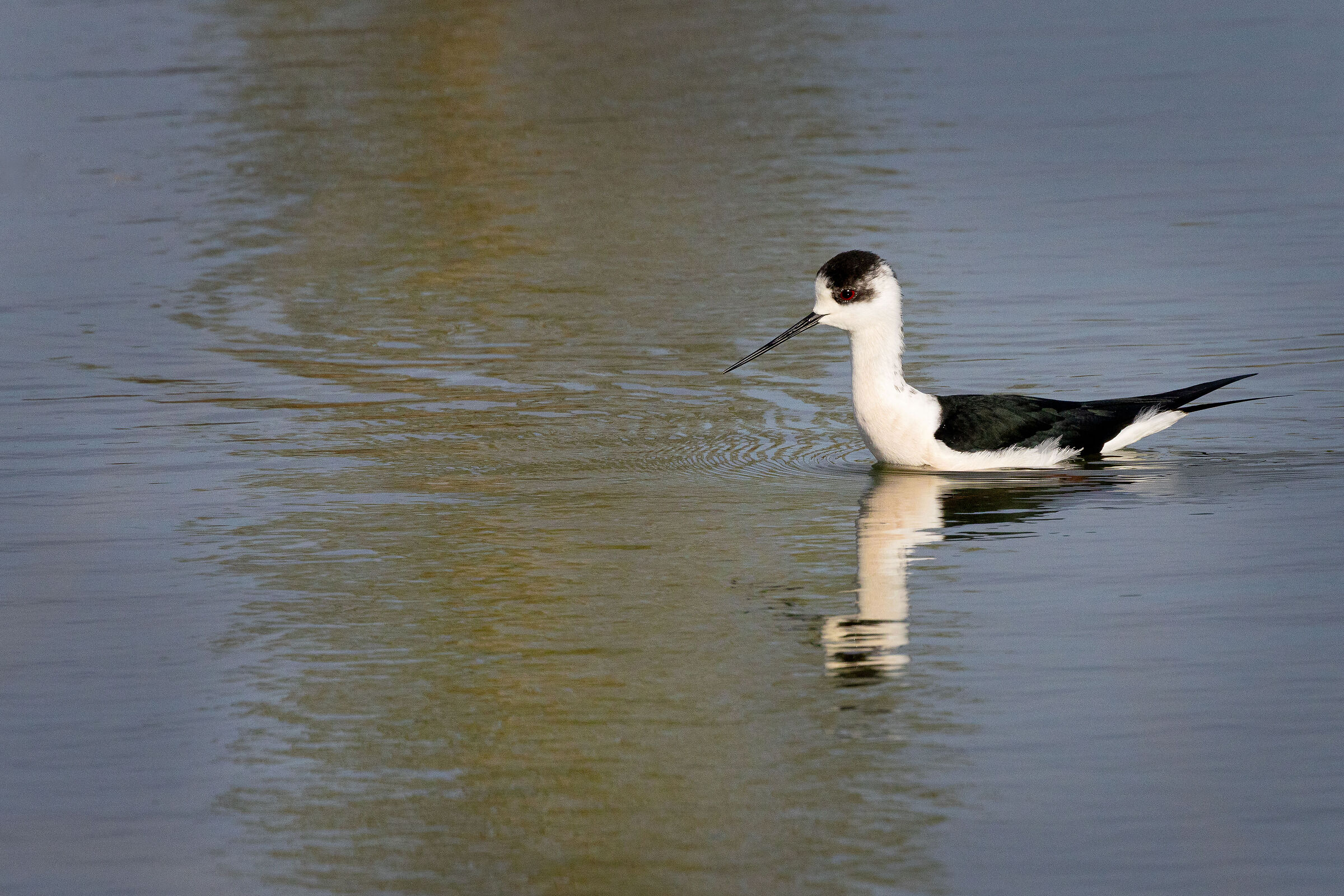 Black-winged Stilt