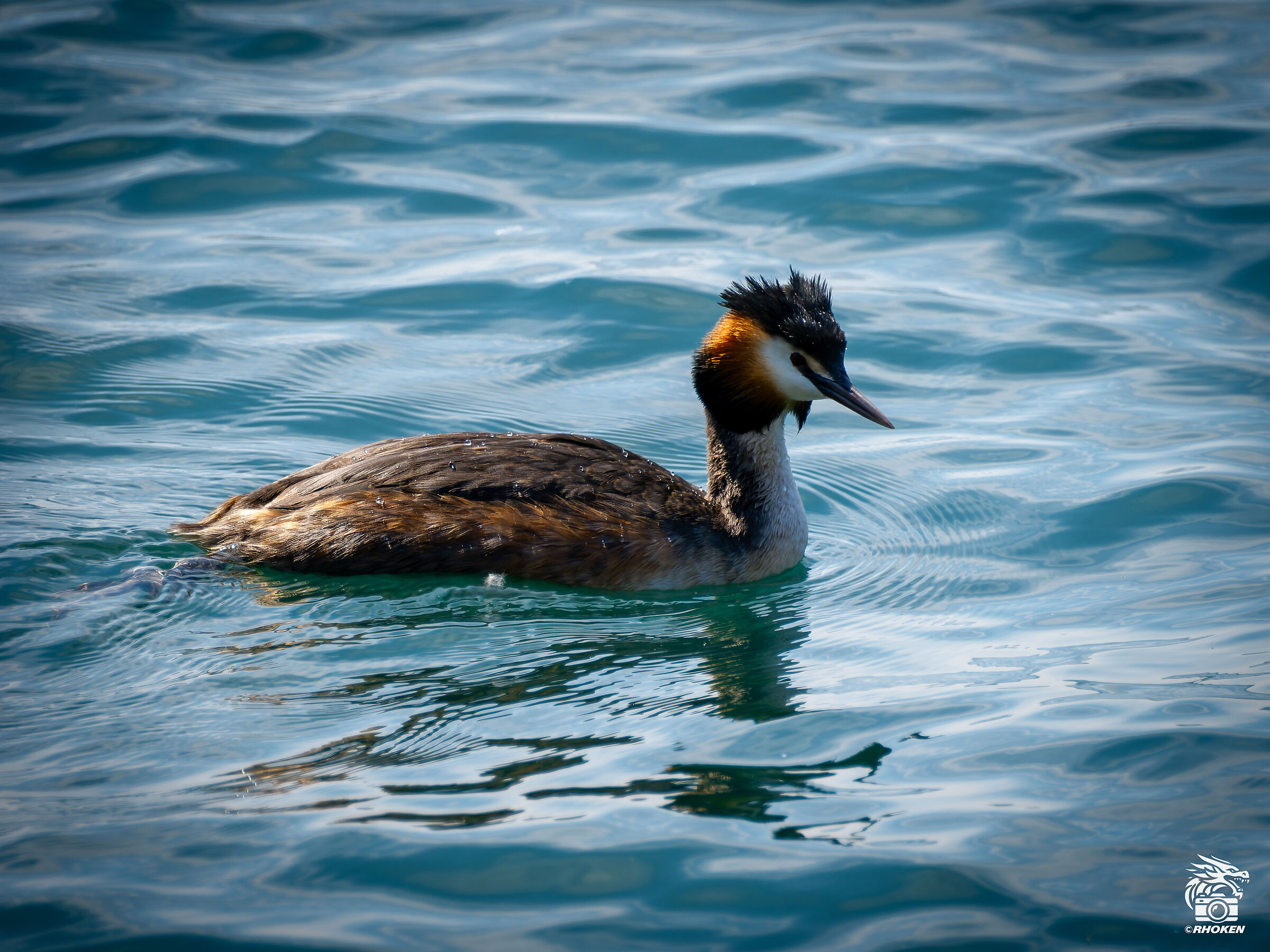 Great crested grebe