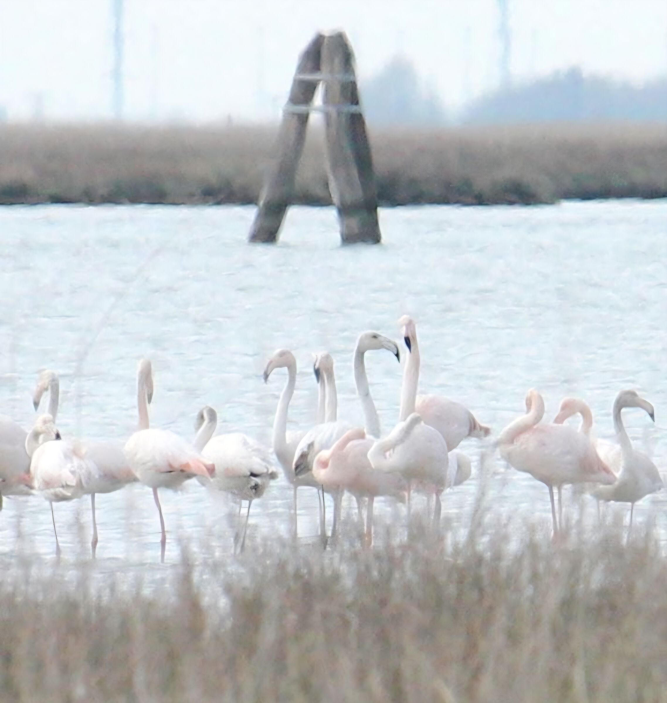 Pink flamingos