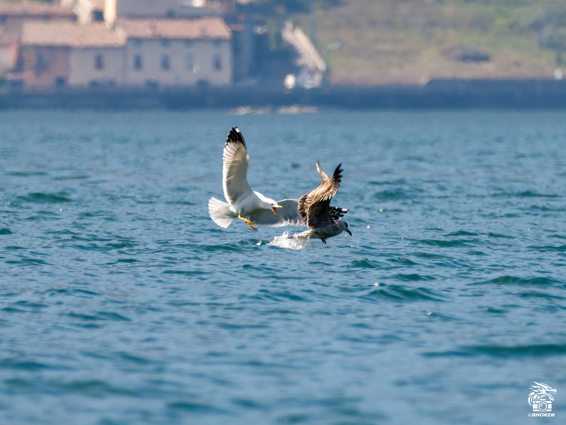 Quarrel between seagulls