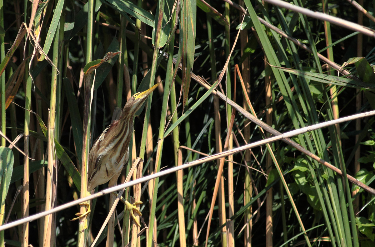 passes or does not pass