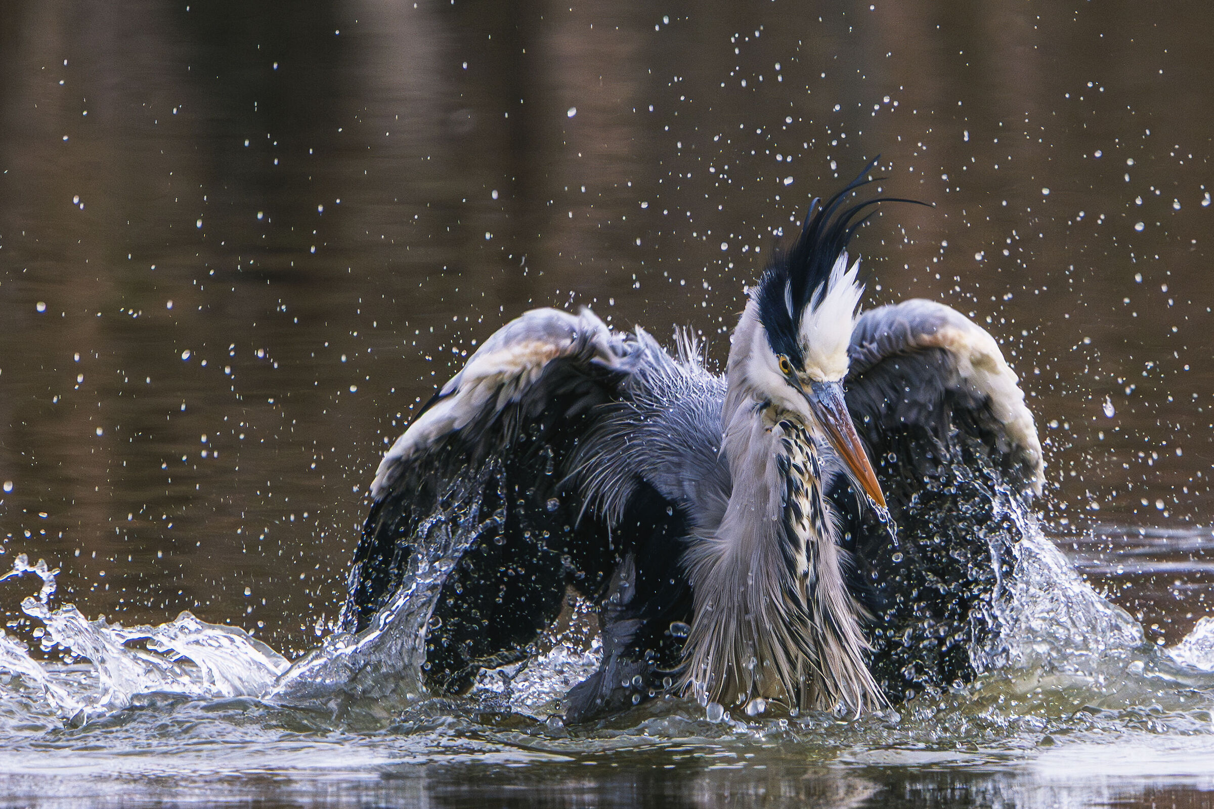 Grey Heron fishing