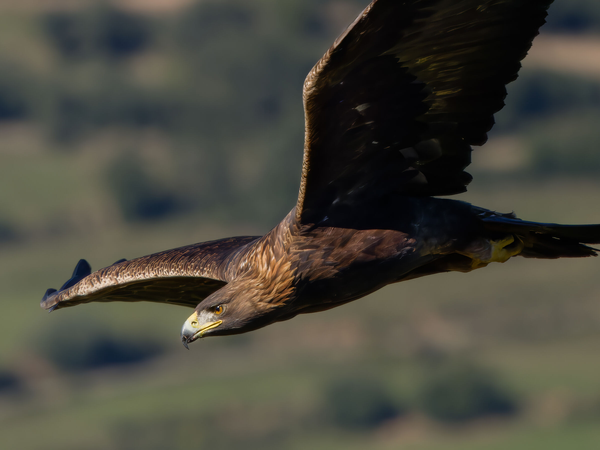 Golden Eagle ( Aquila chrysaetos)