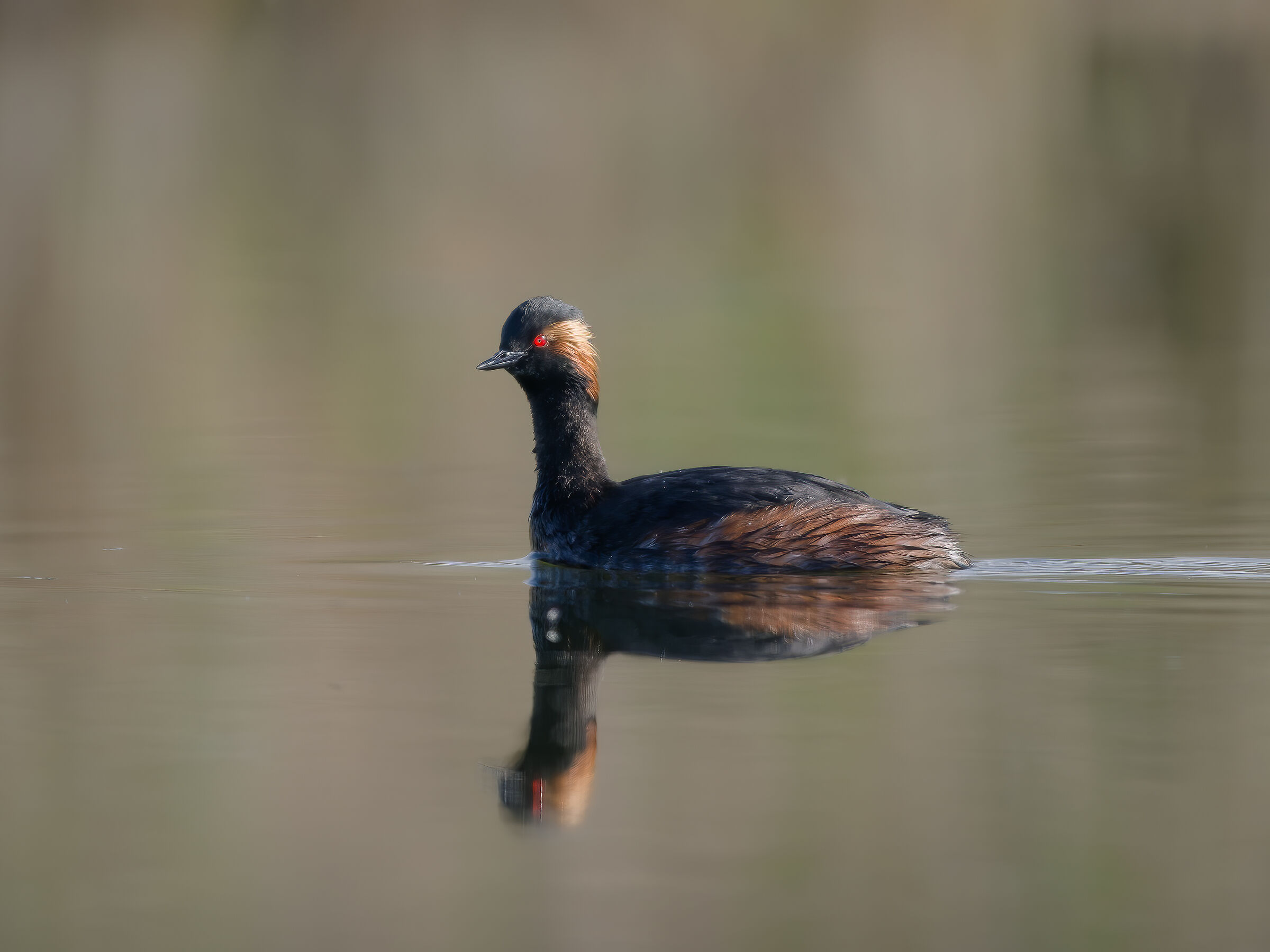 Little Grebe (Podiceps nigricollis)