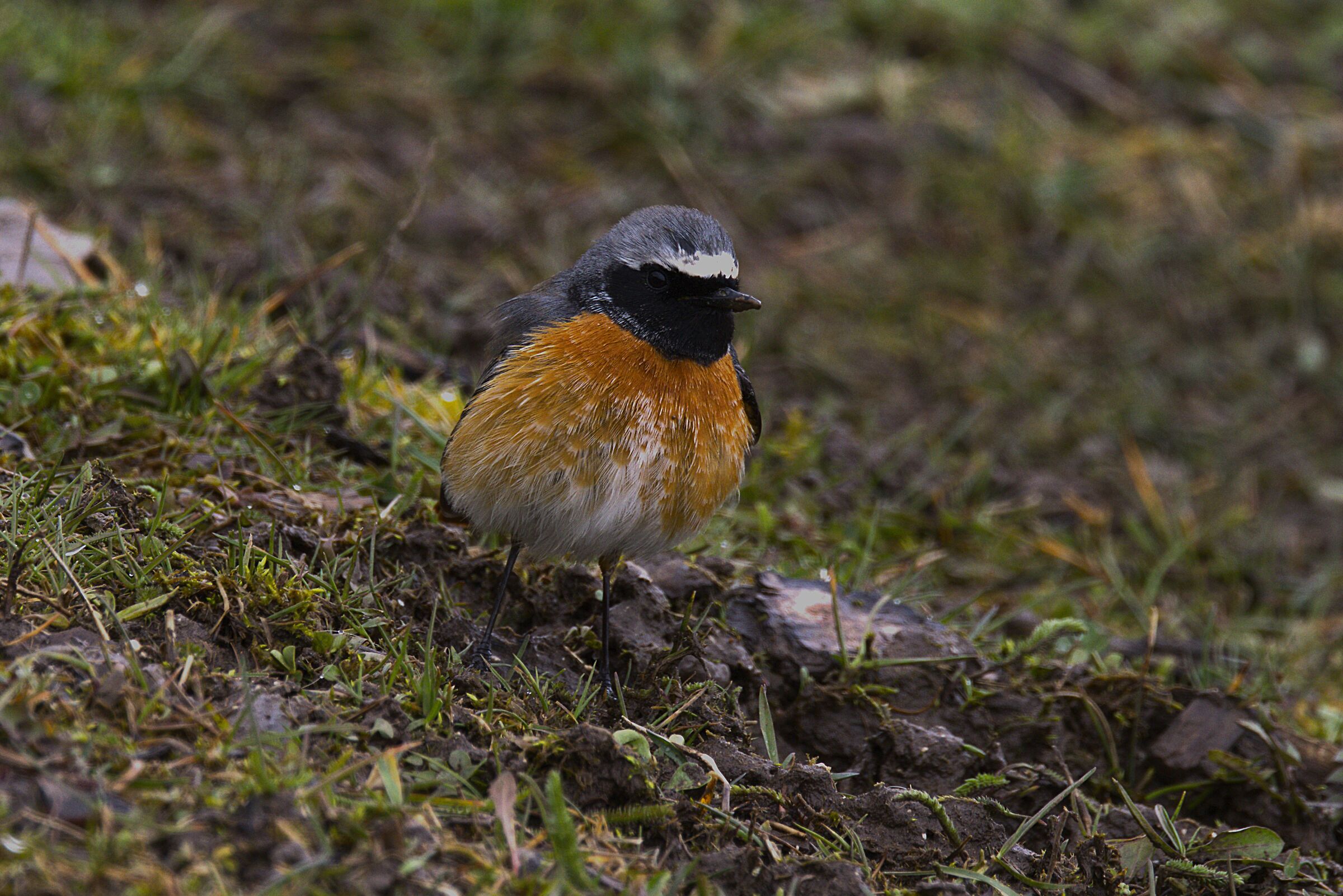 Male Stonechatter