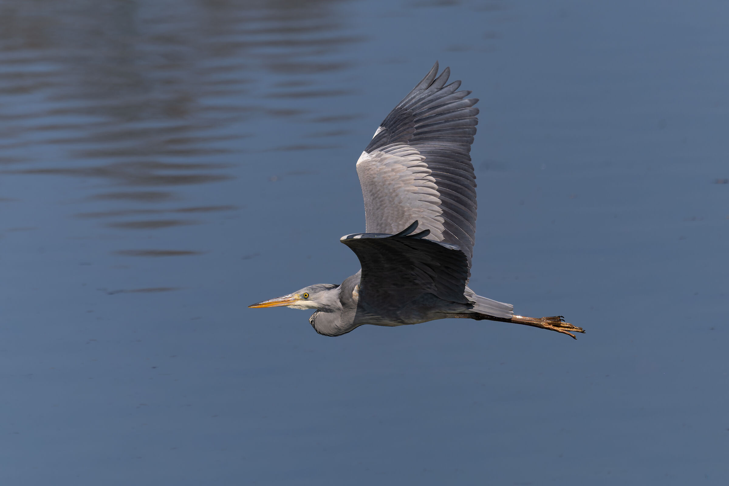 Ardea cinerea - Parco del Meisino - Torino