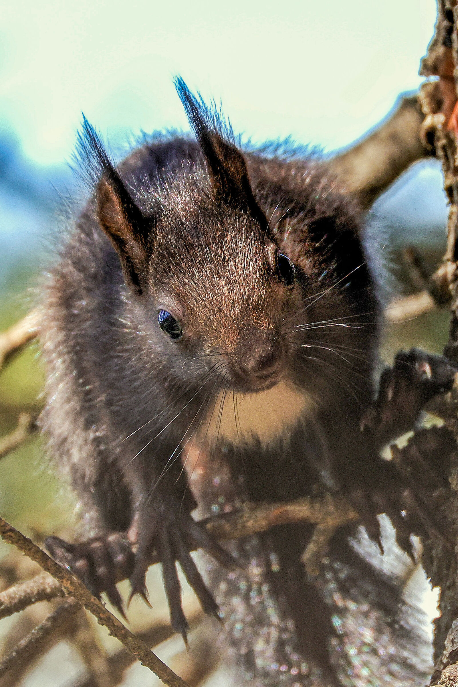 Sciurus vulgaris