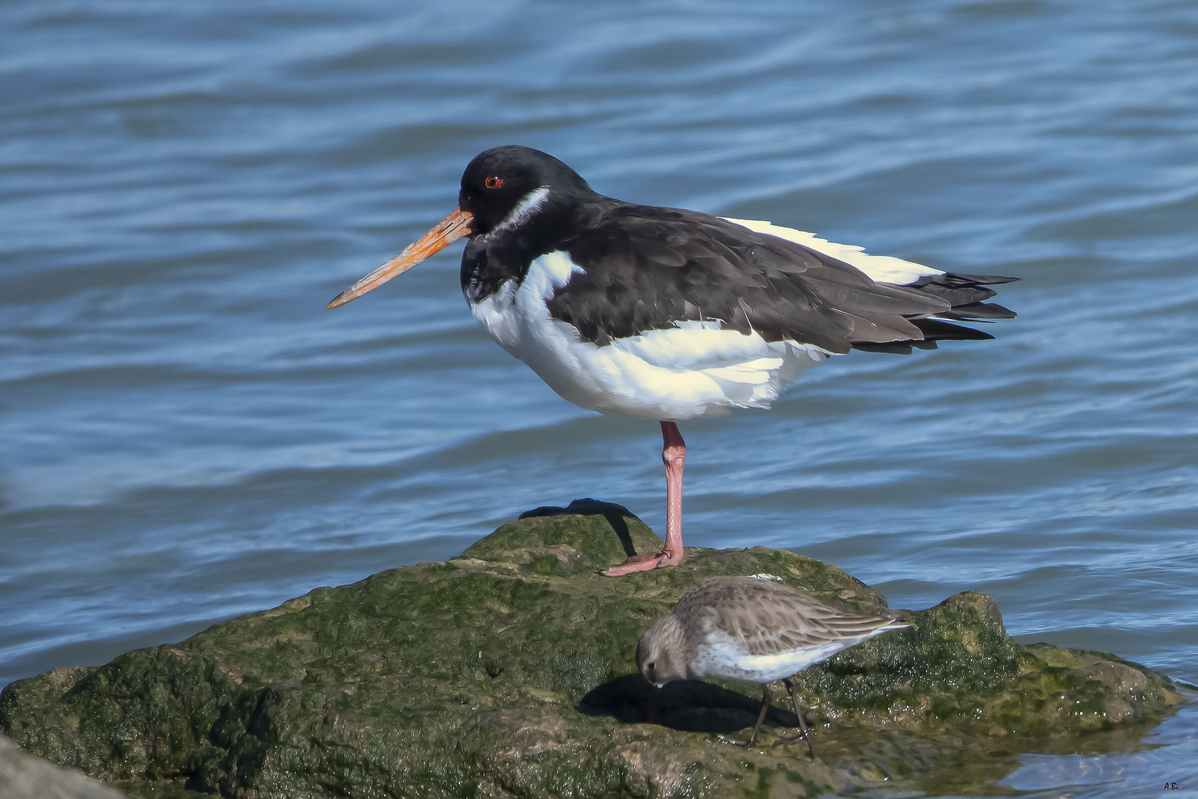 Oystercatcher and sandpiper