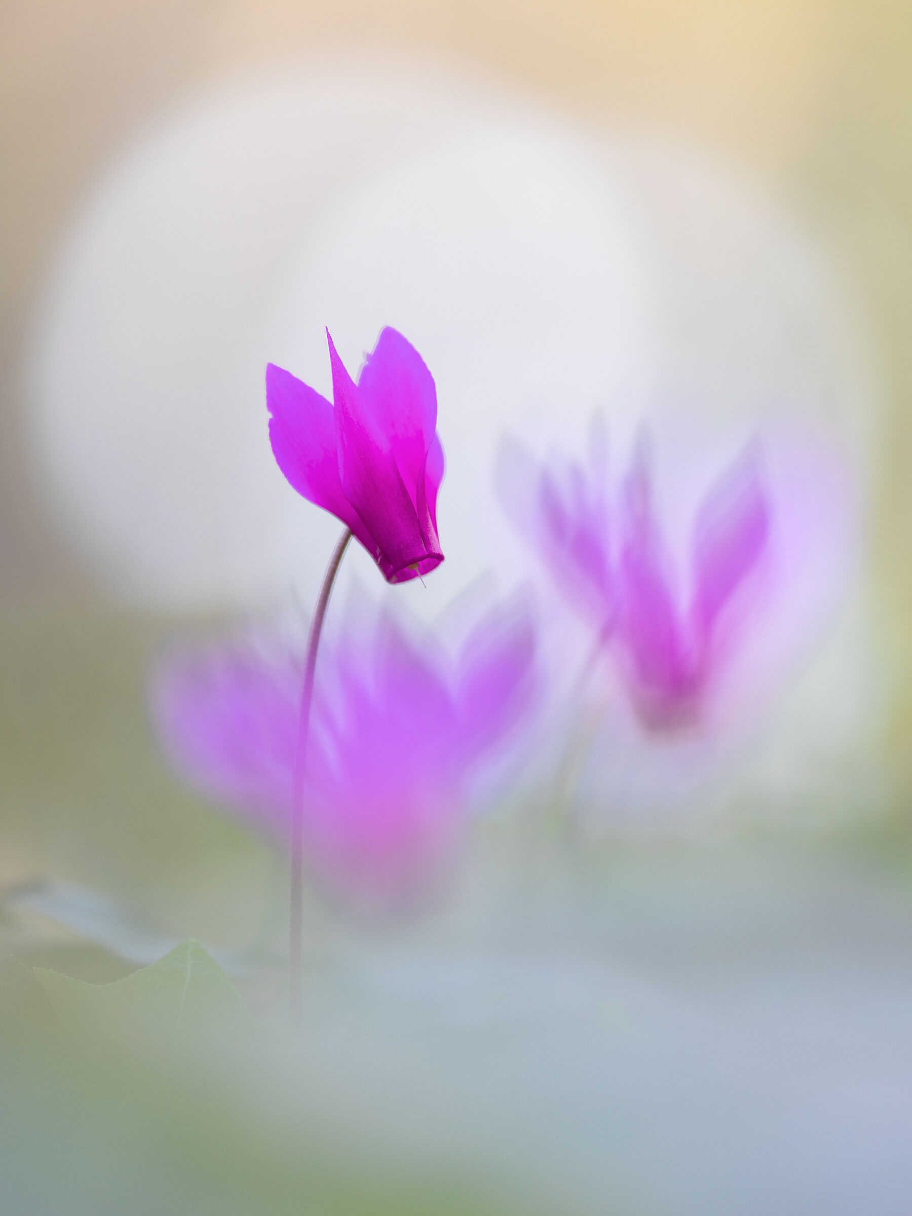 Spring cyclamen