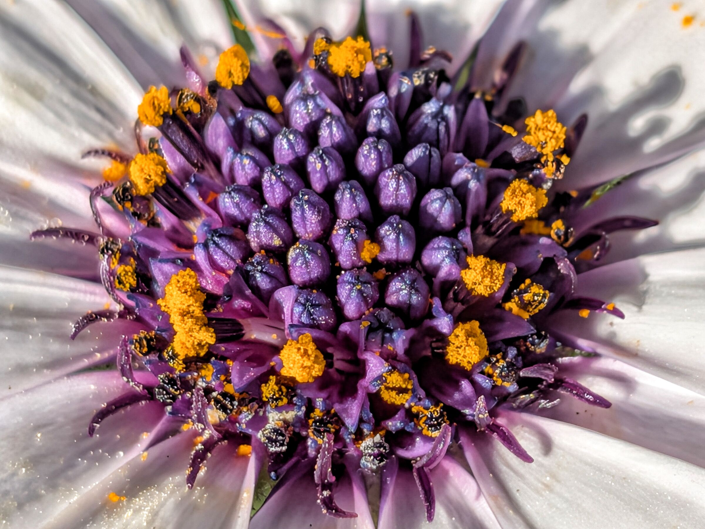 Dimorphotheca ecklonis