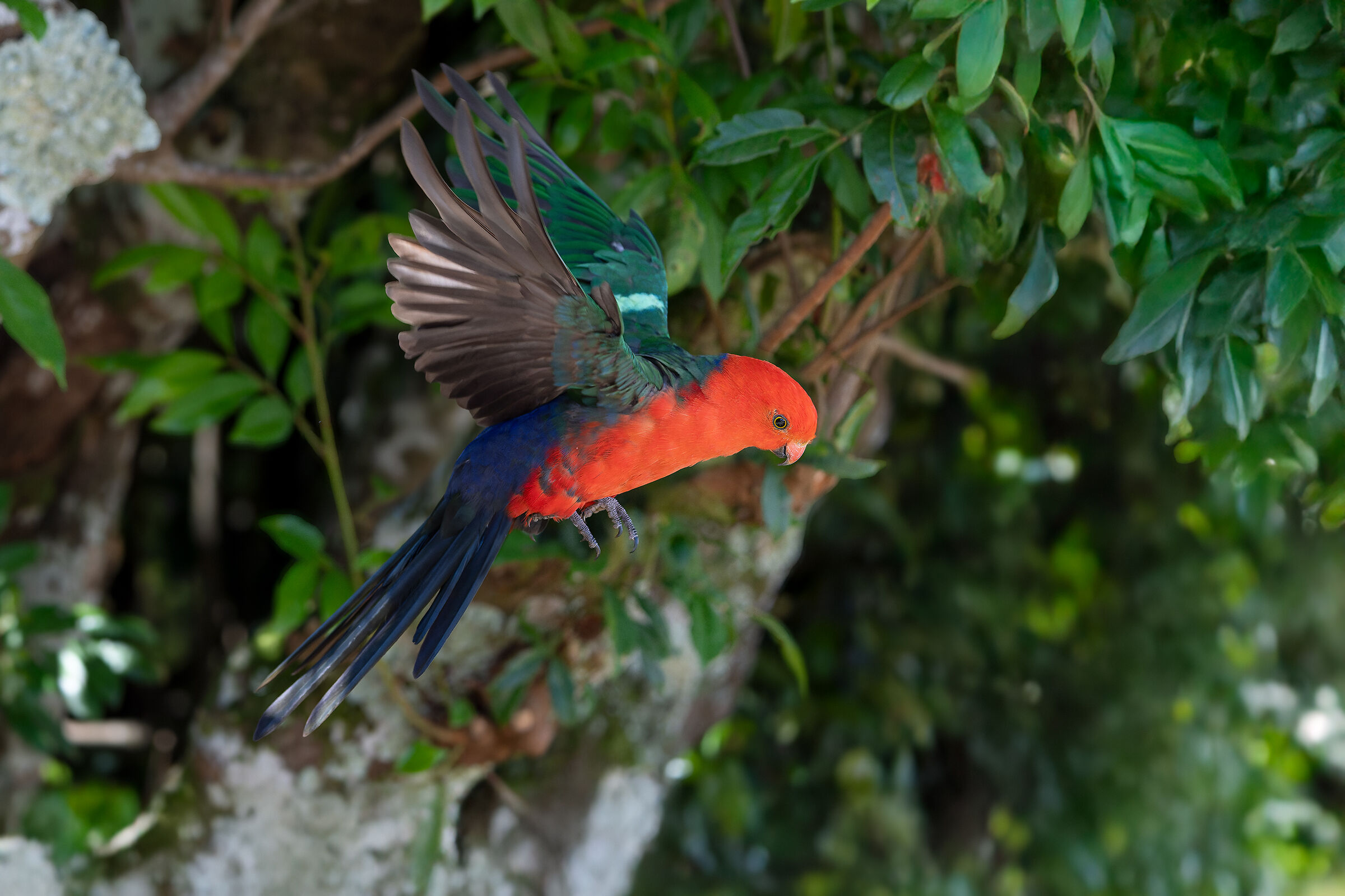 Parrocchetto reale (Alisterus scapularis)