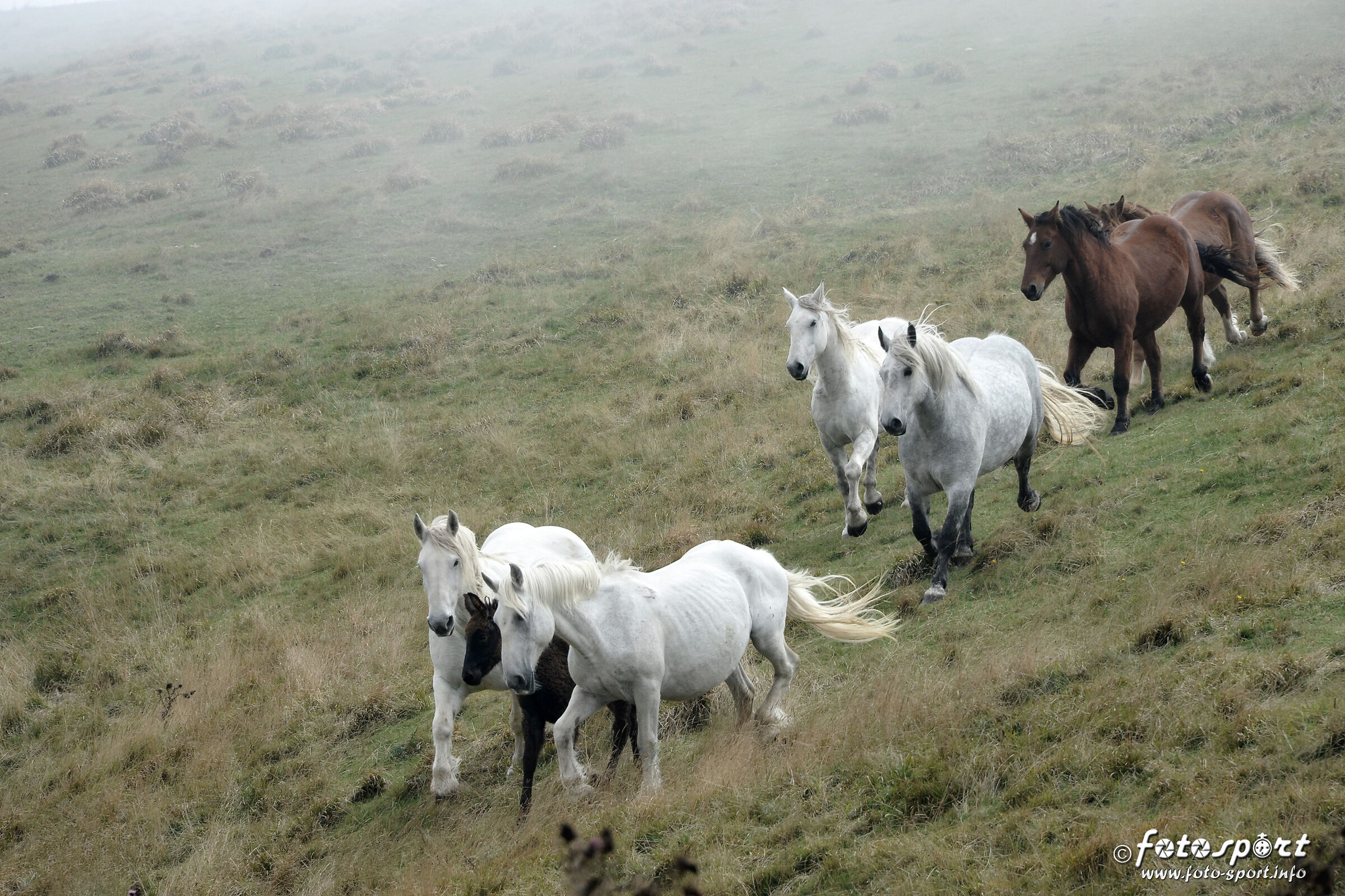 wild horses