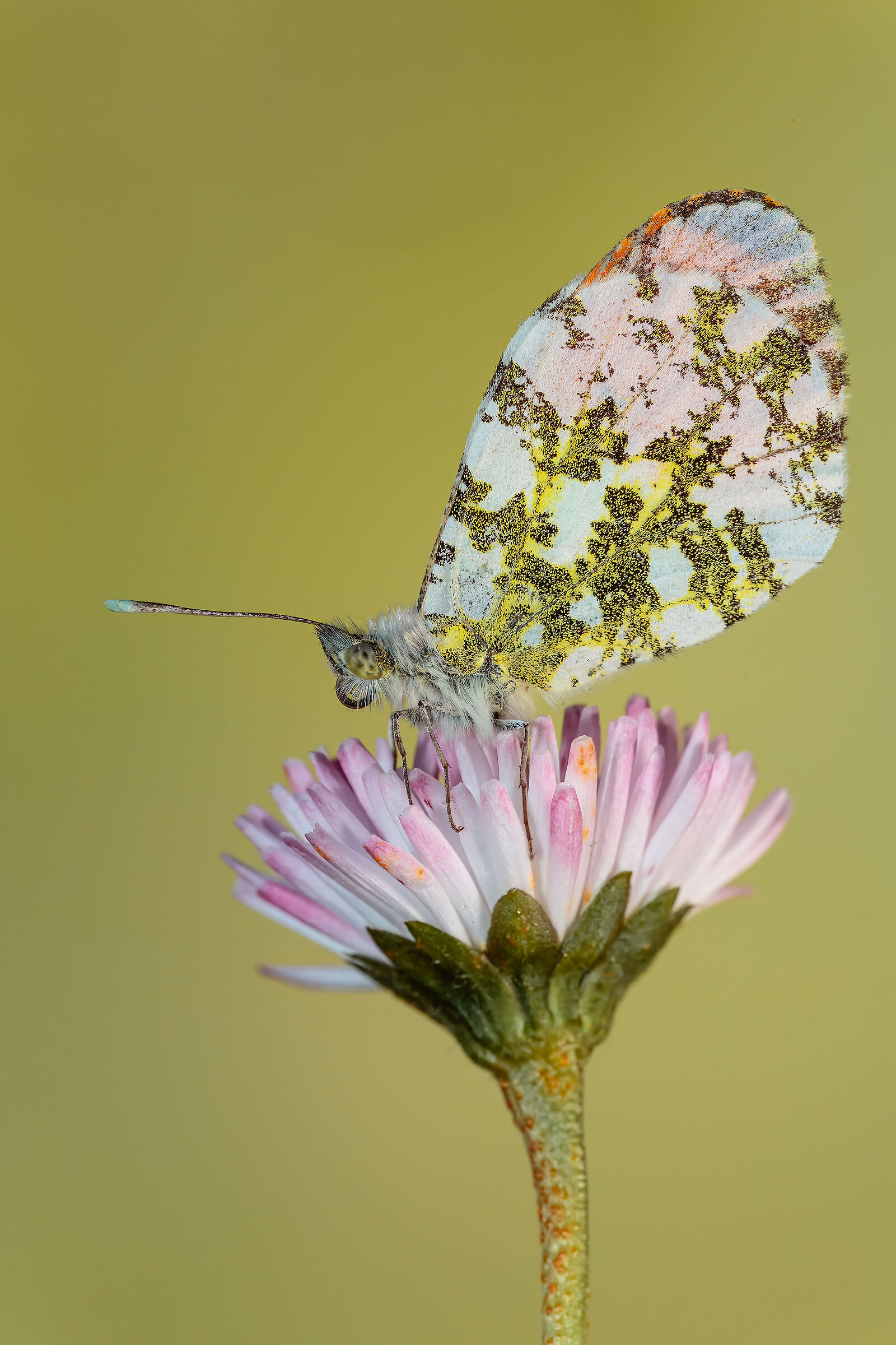 Anthocharis cardamines