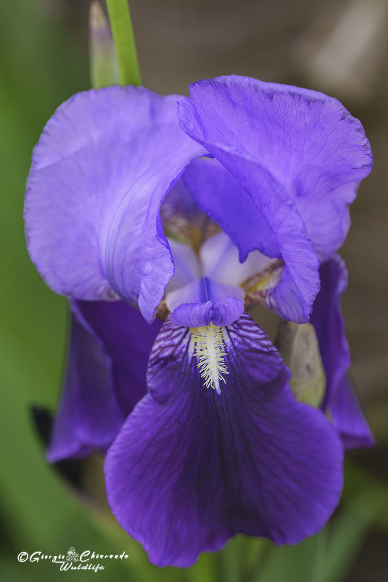 Iris germanica (Purple iris)