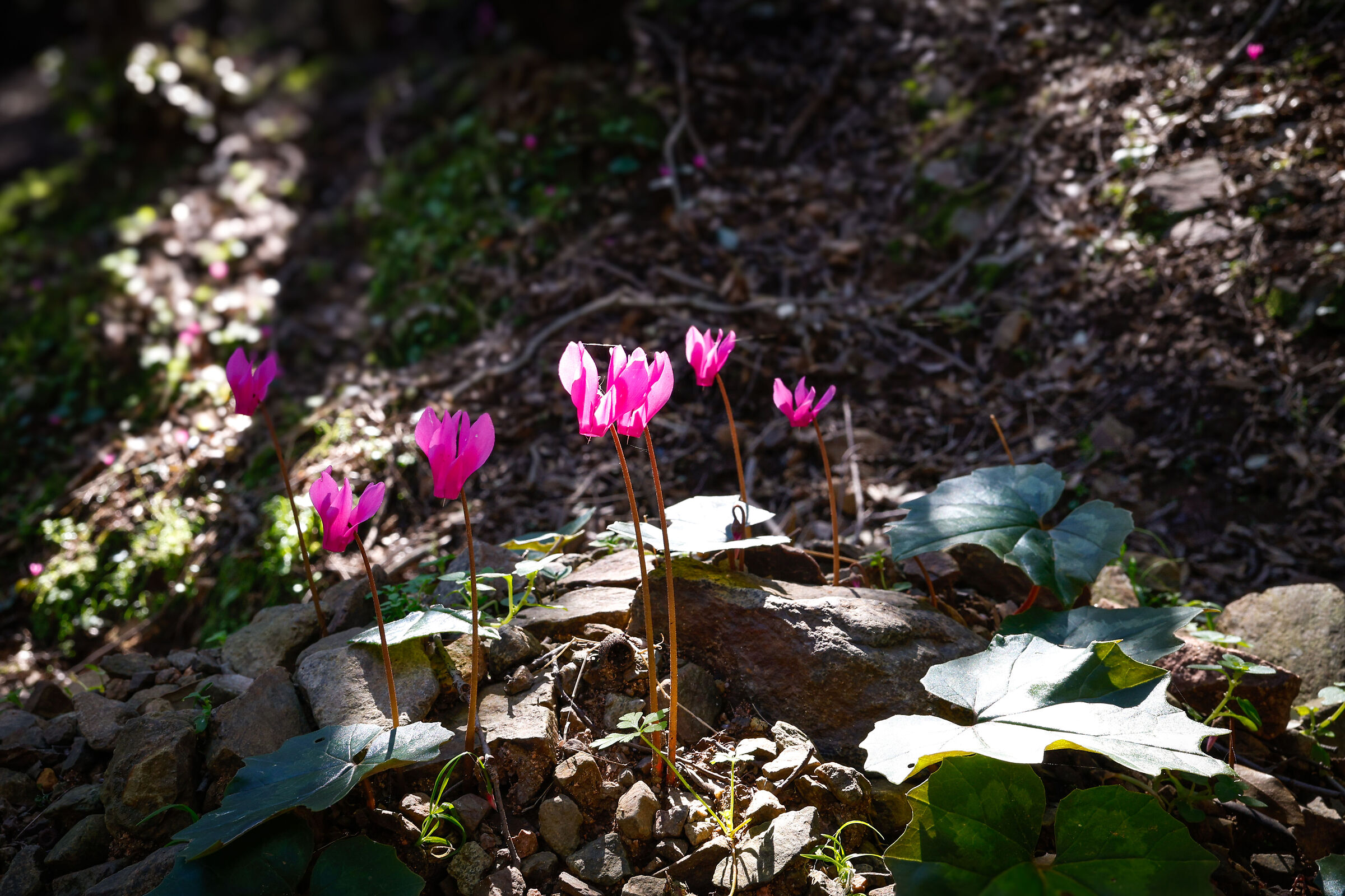 Cyclamen