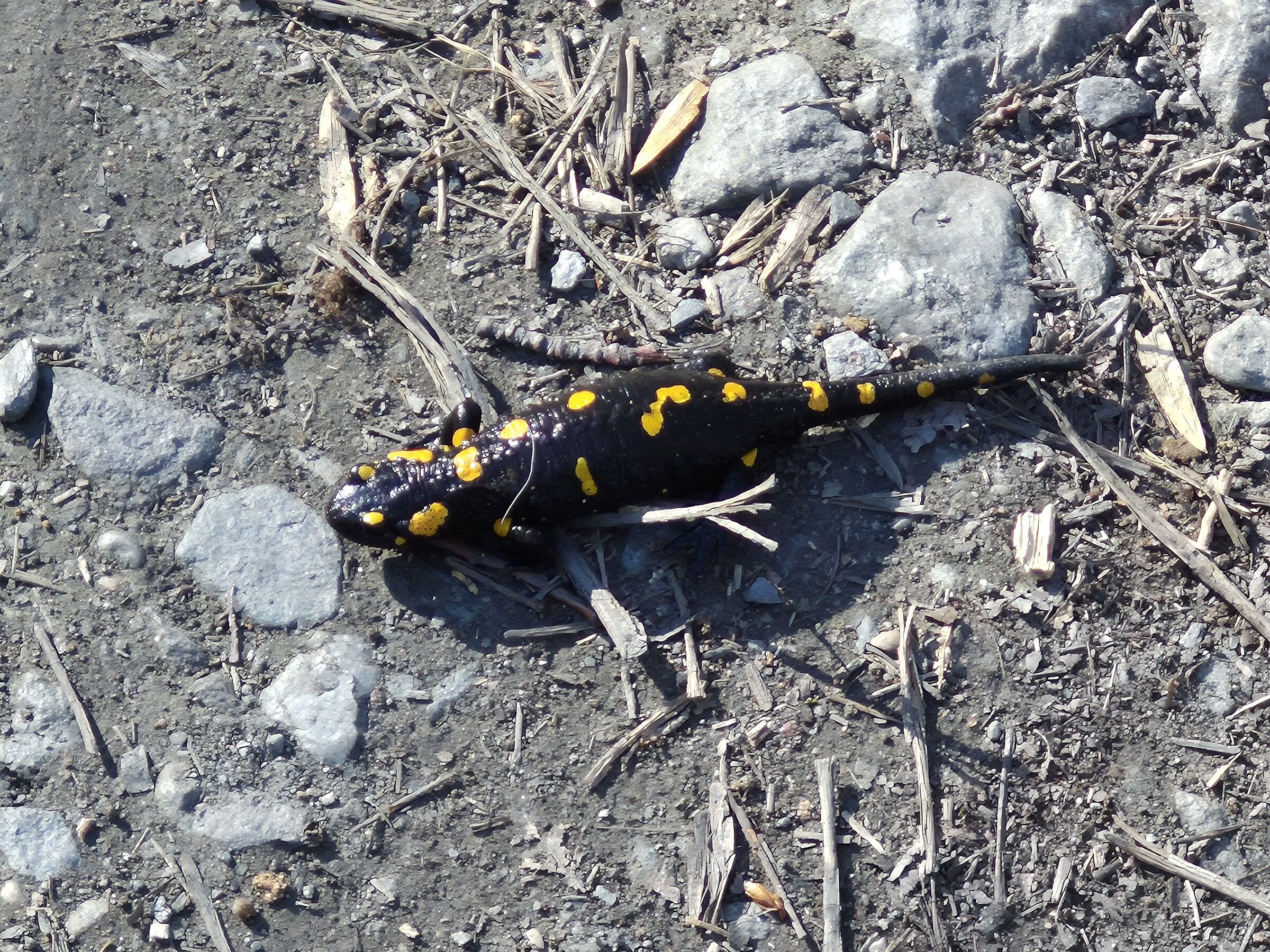 salamandra pezzata