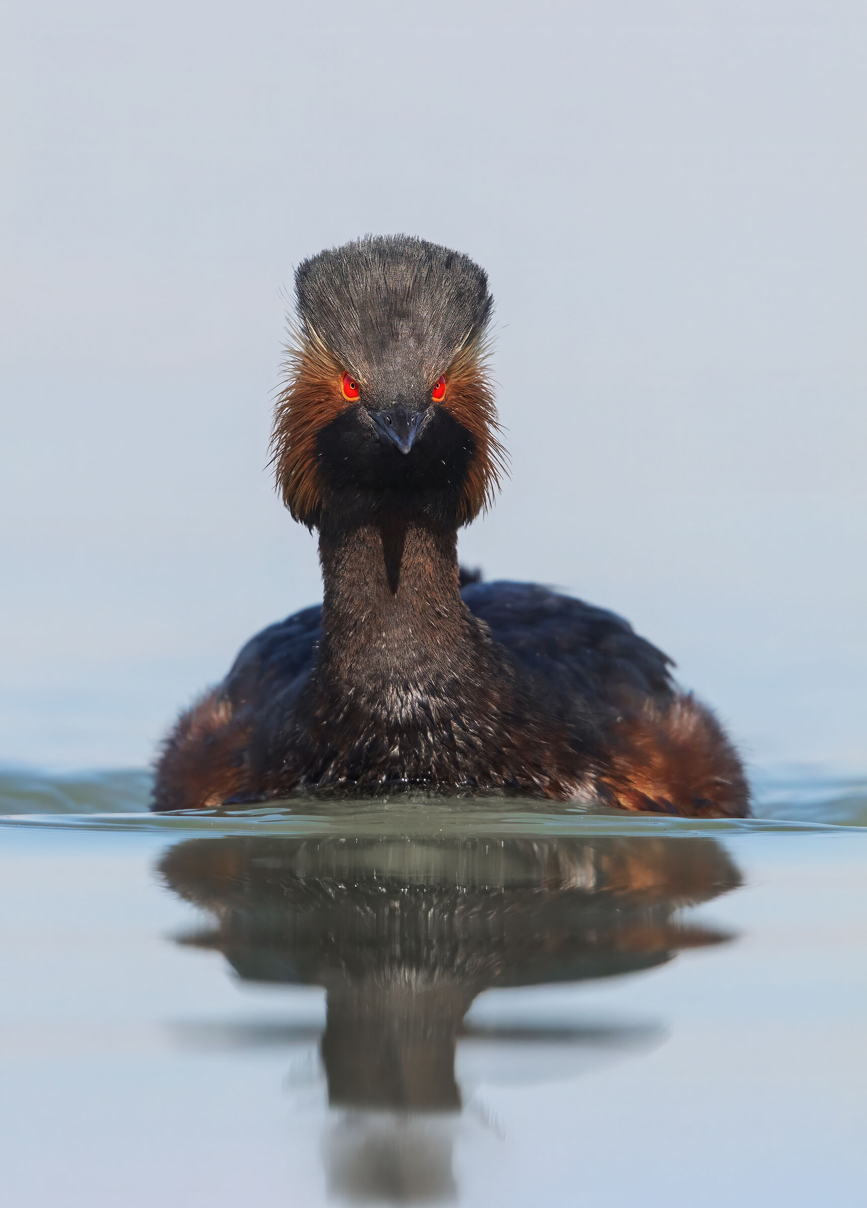 Black-necked grebe