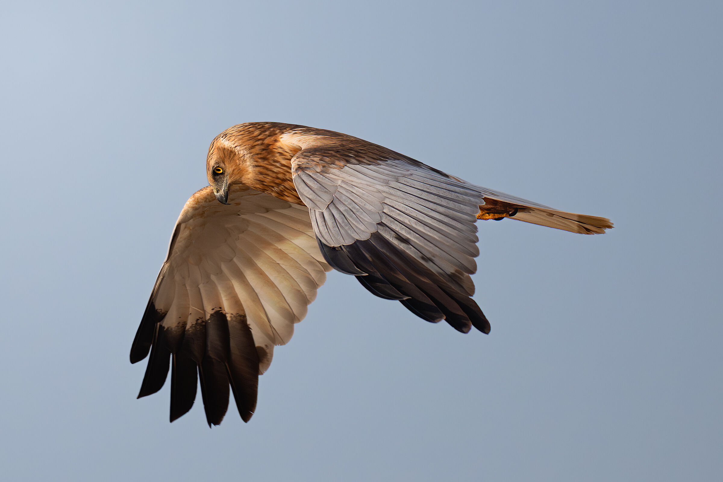 Falco di palude