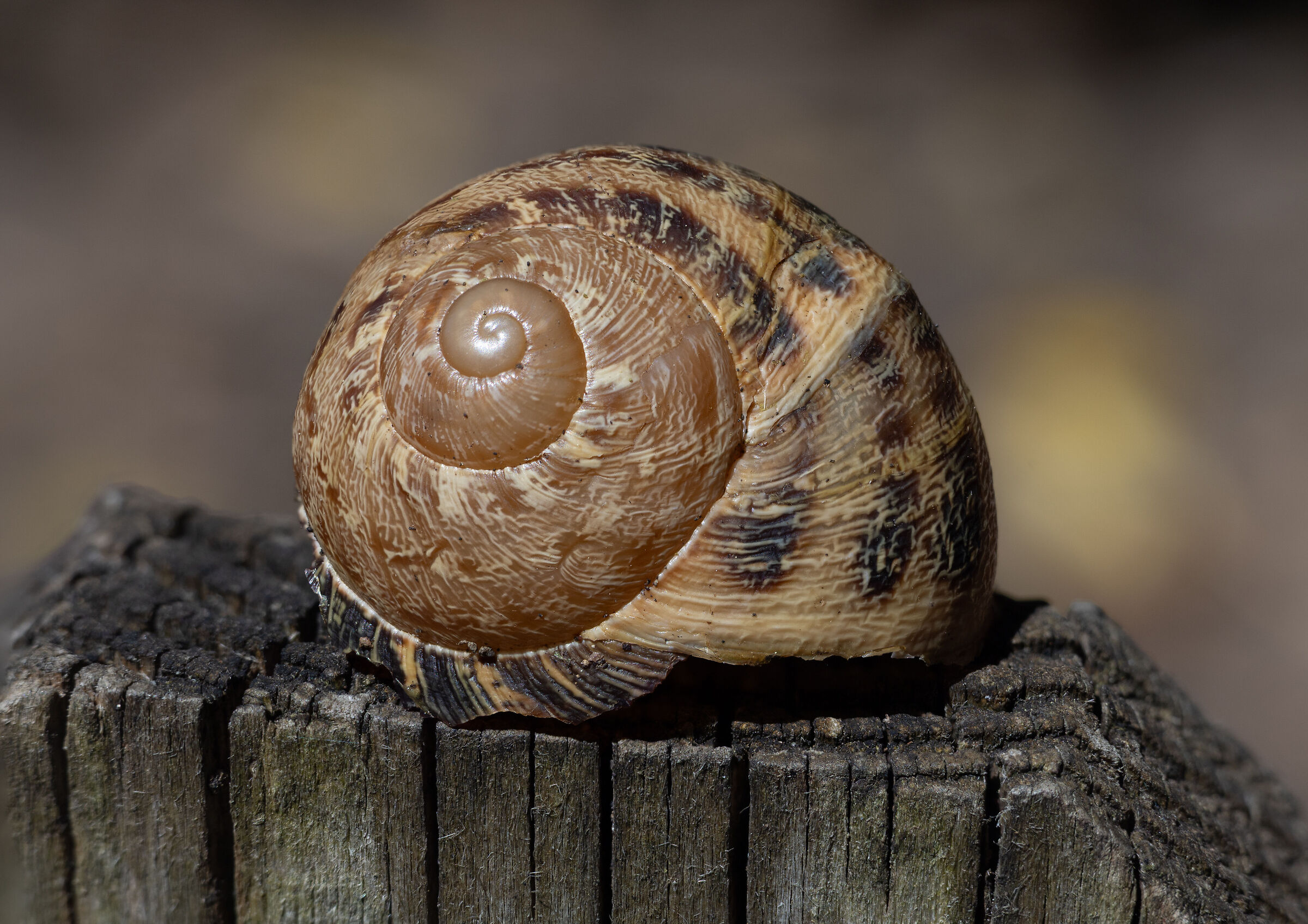 Nautilus bracketing 11 shots free hand