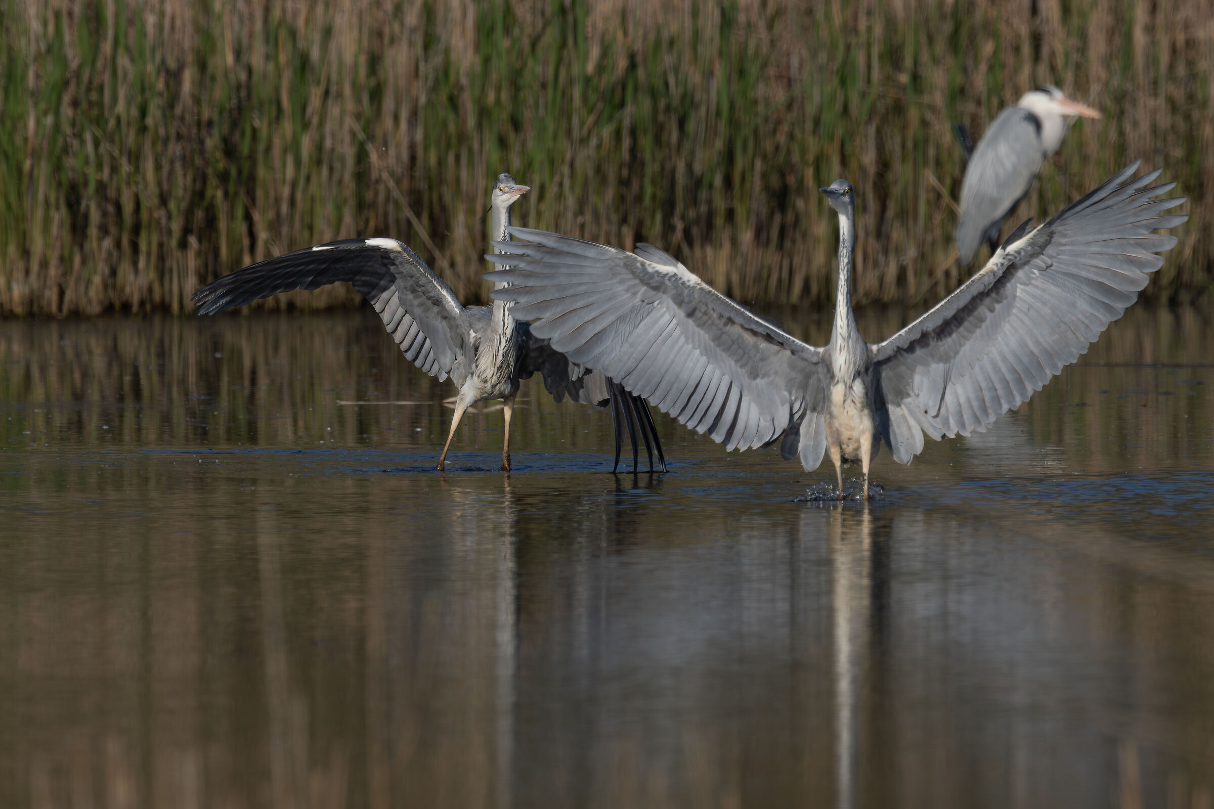 Grey Herons