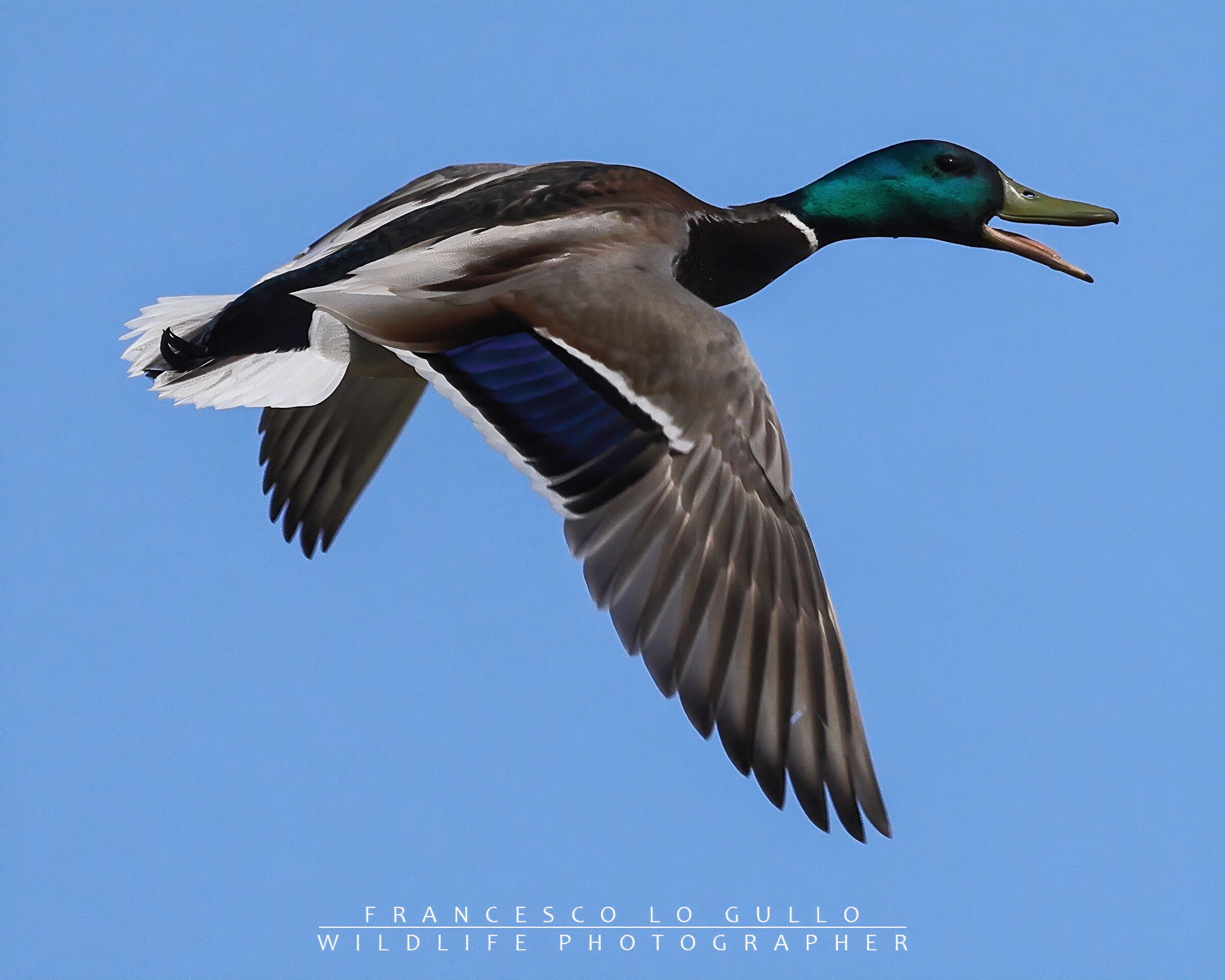 Mallard