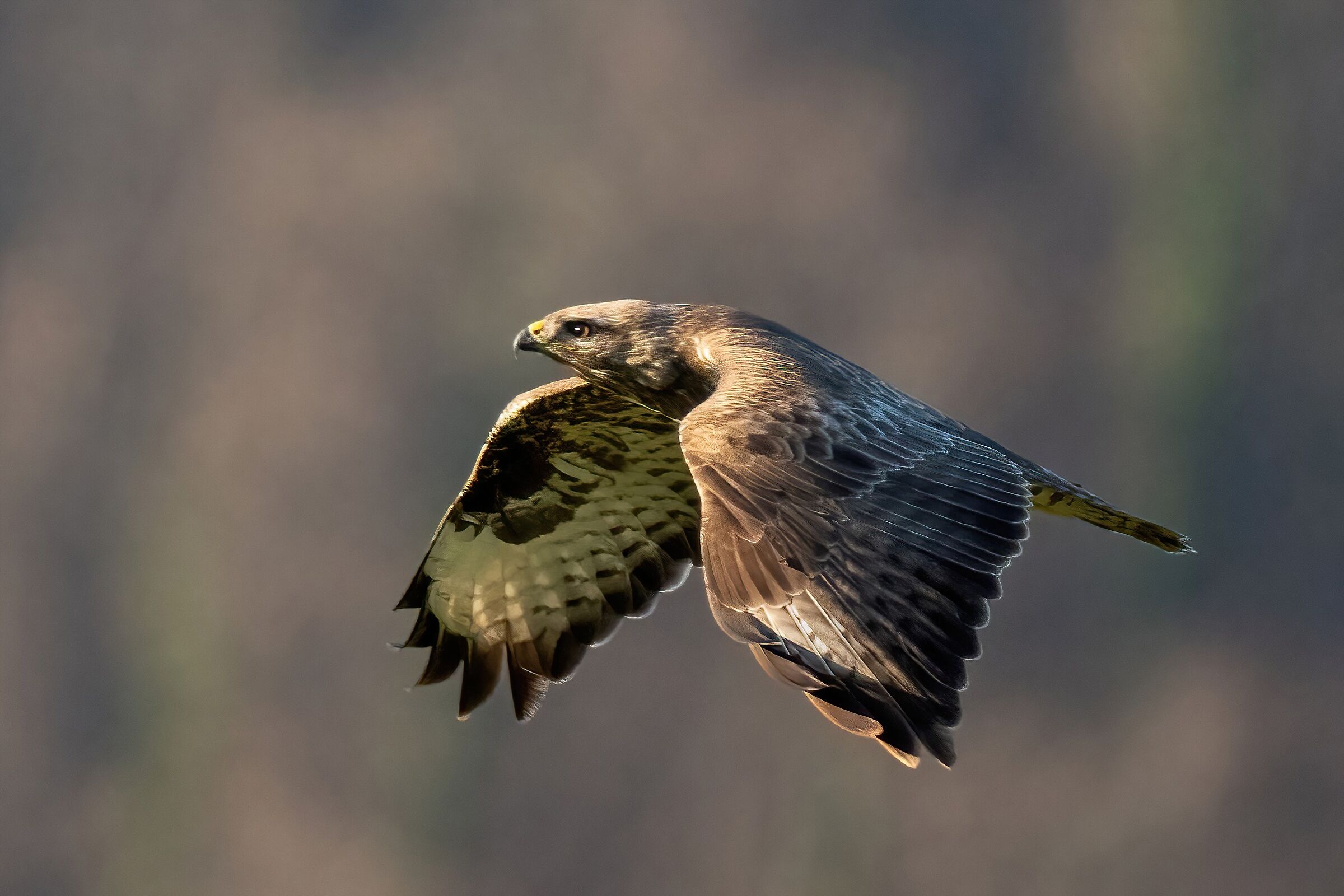 Buzzard (Buteo buteo)