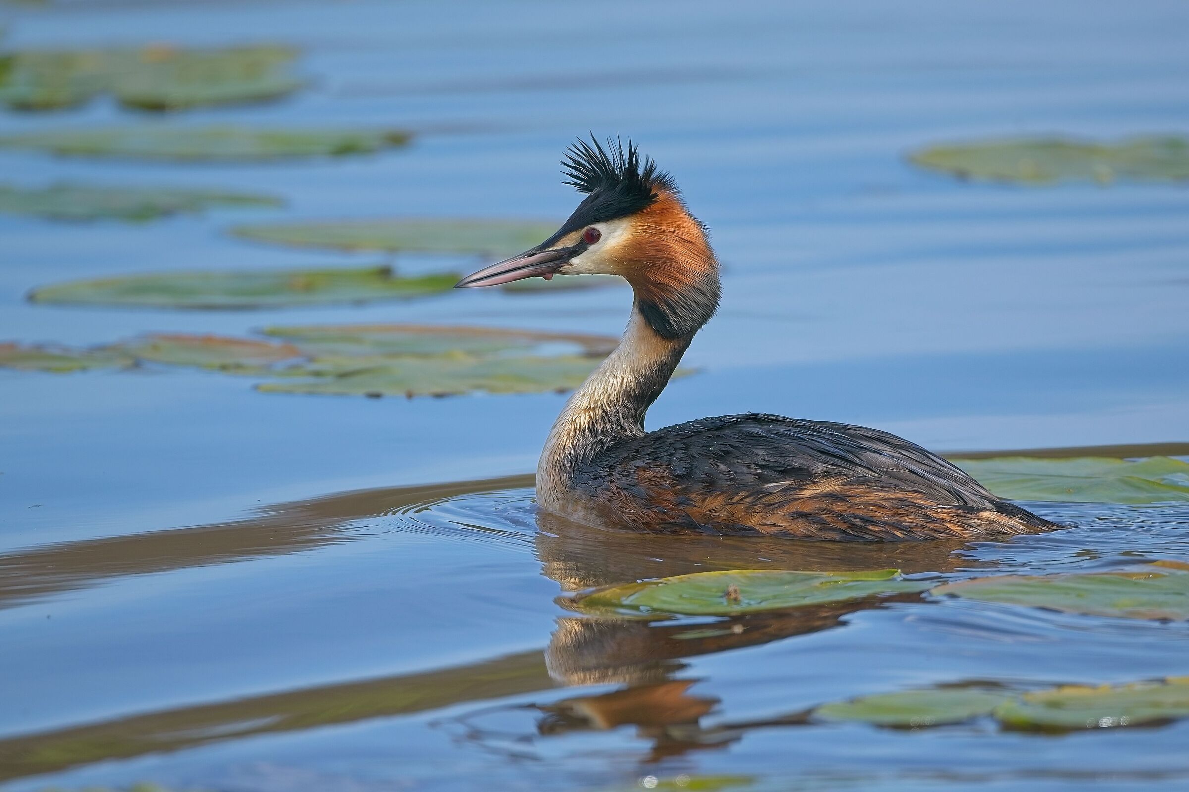 Grebe
