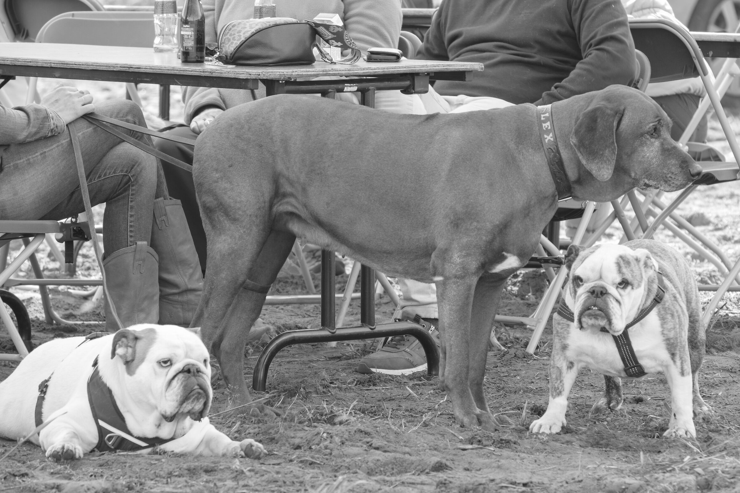 Canine boredom