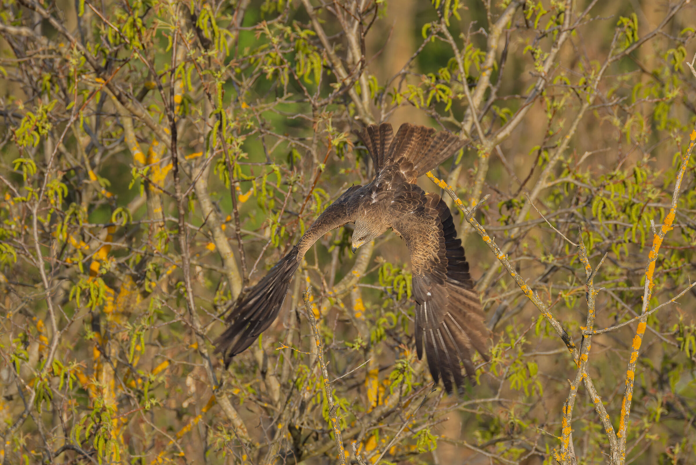 Black Kite