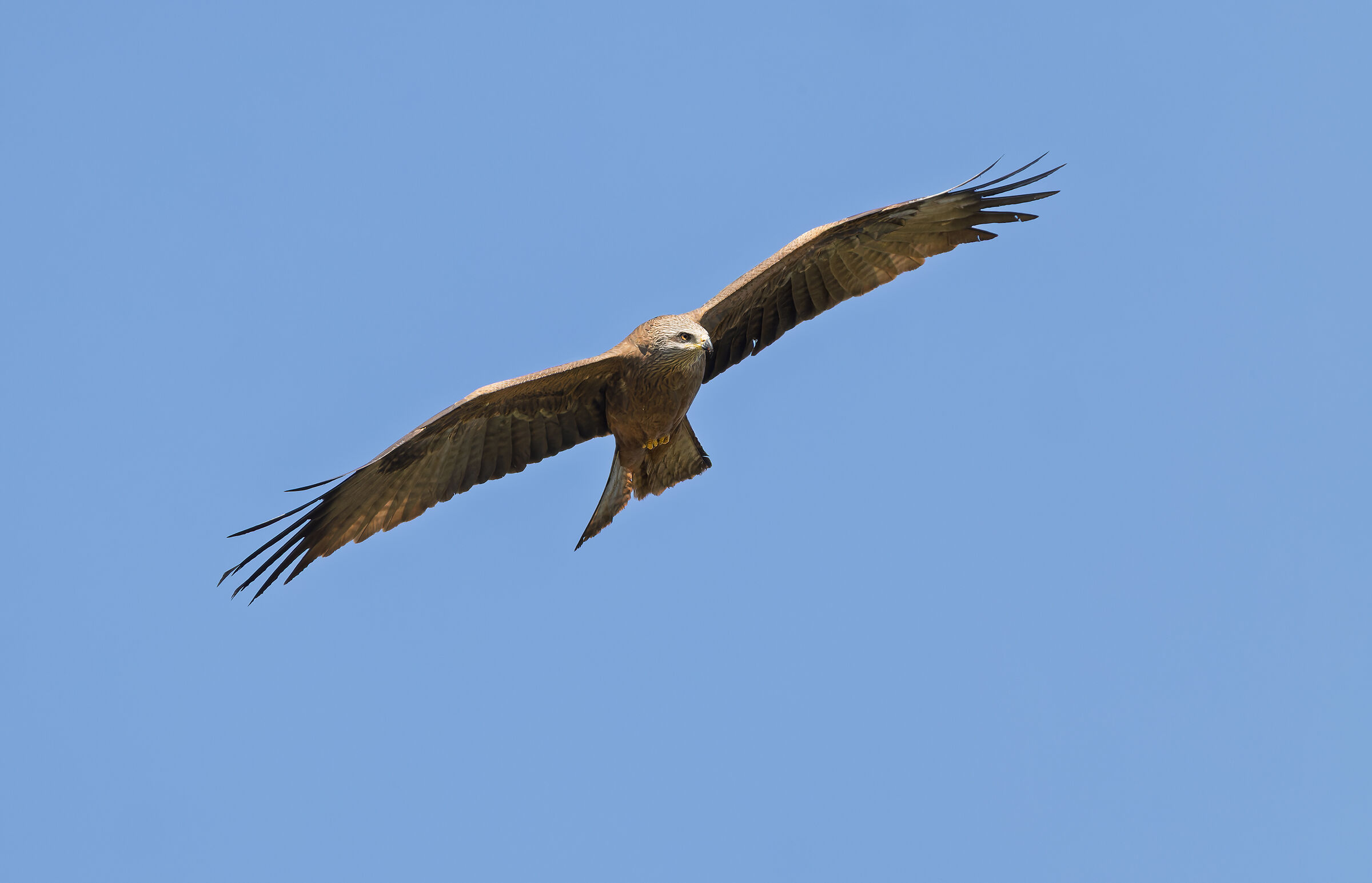 Black Kite