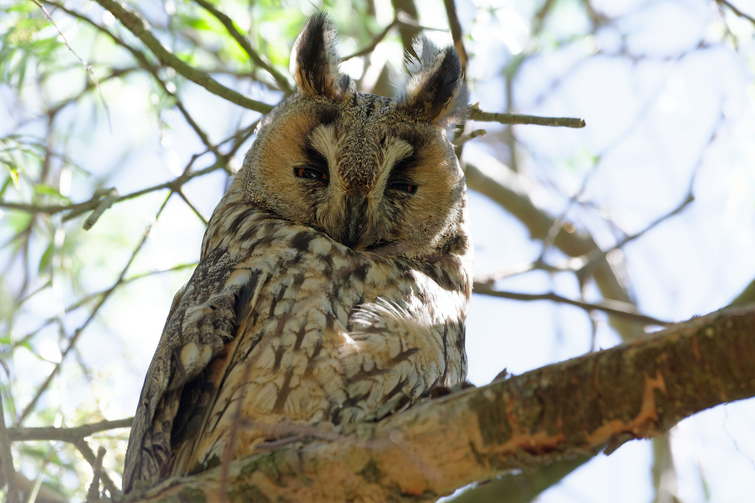 Long-eared owl