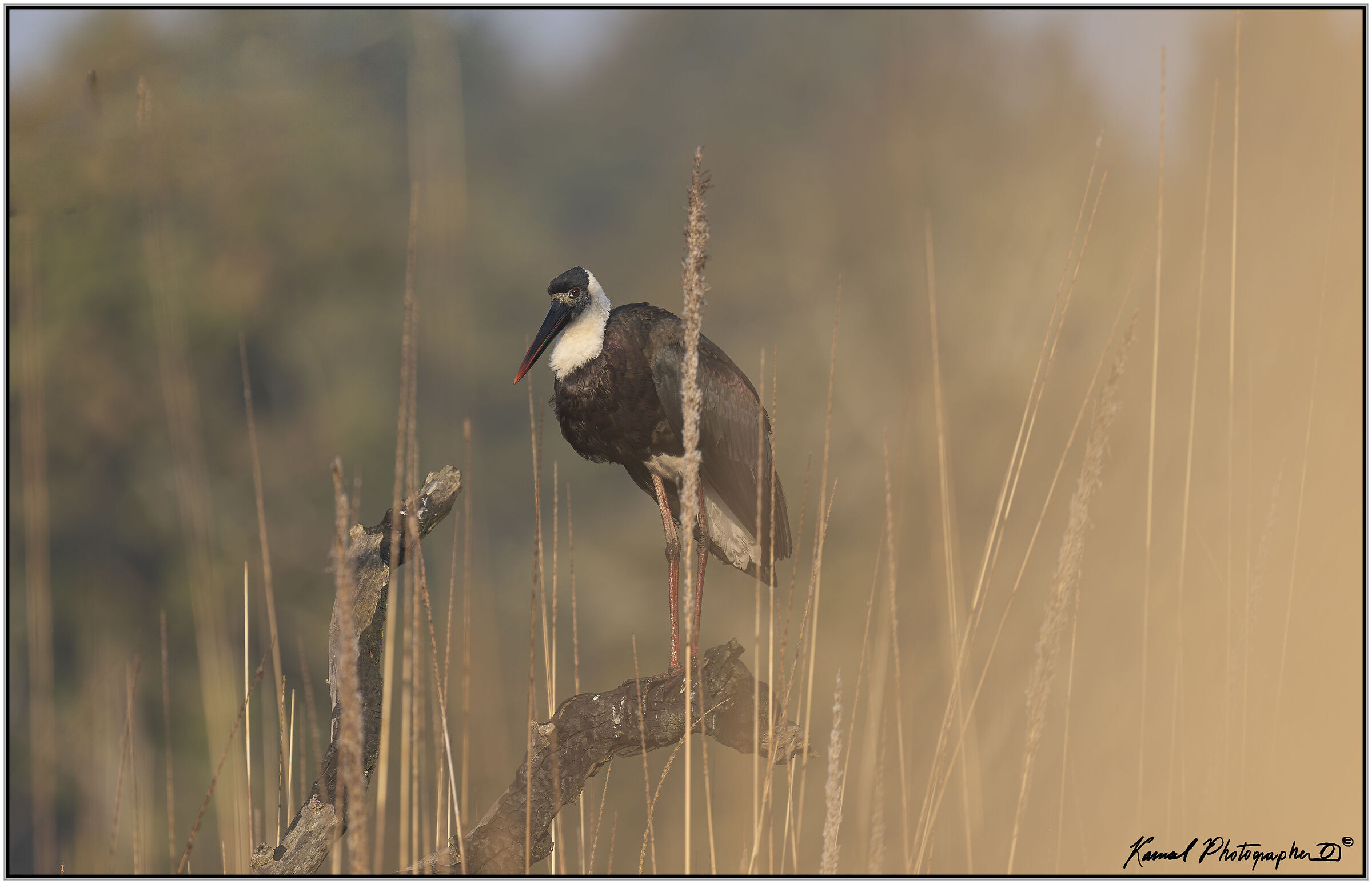 Woolly-necked stork (Ciconia episcopus)