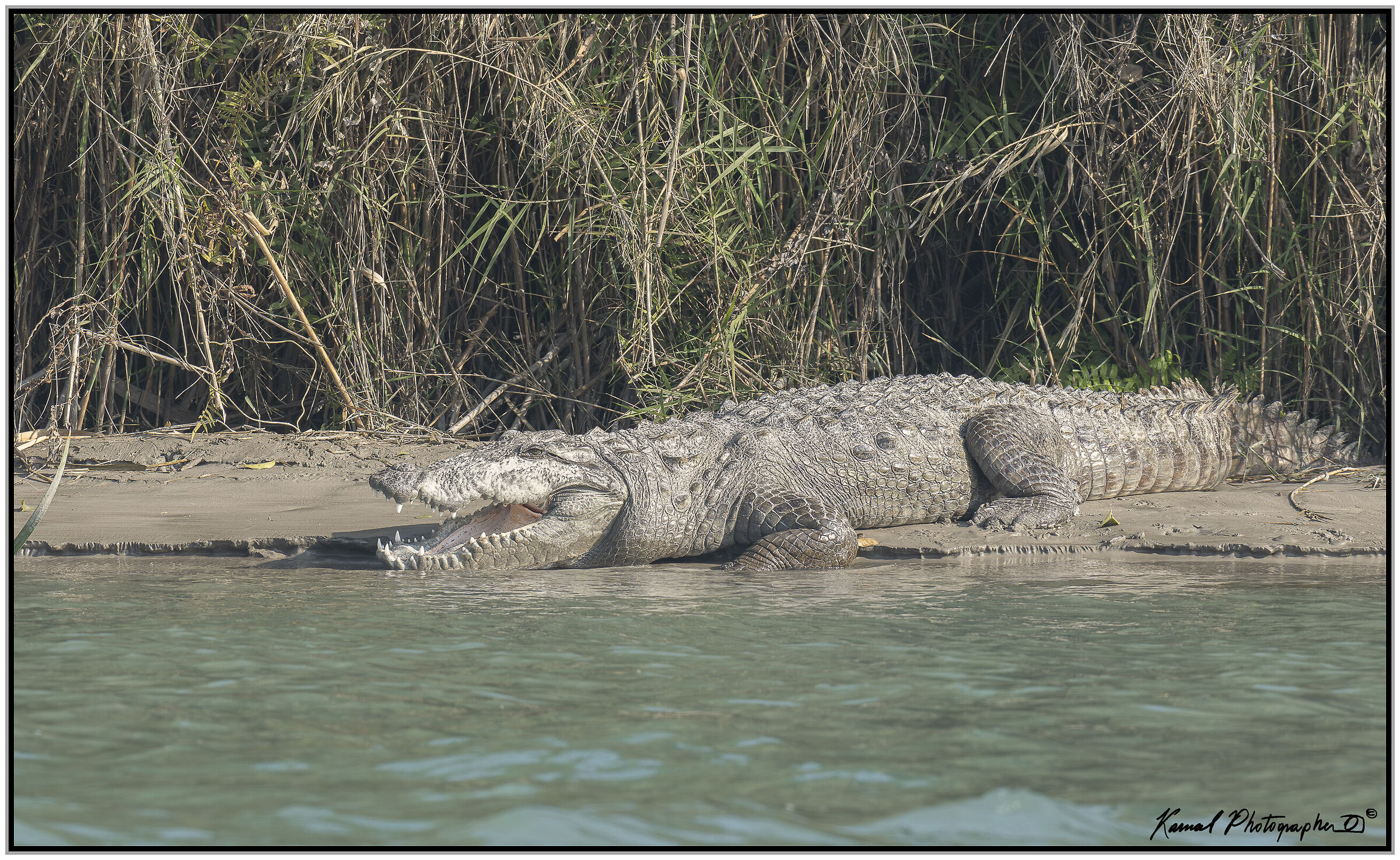Marsh crocodile (Crocodylus palustris)