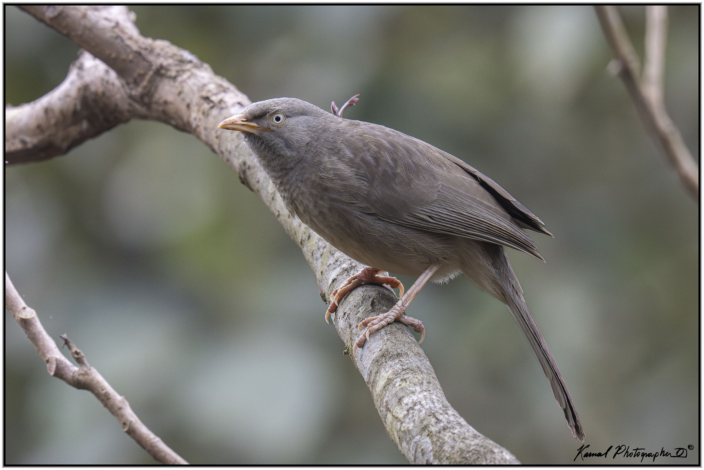 Jungle Babbler (Argya striata)