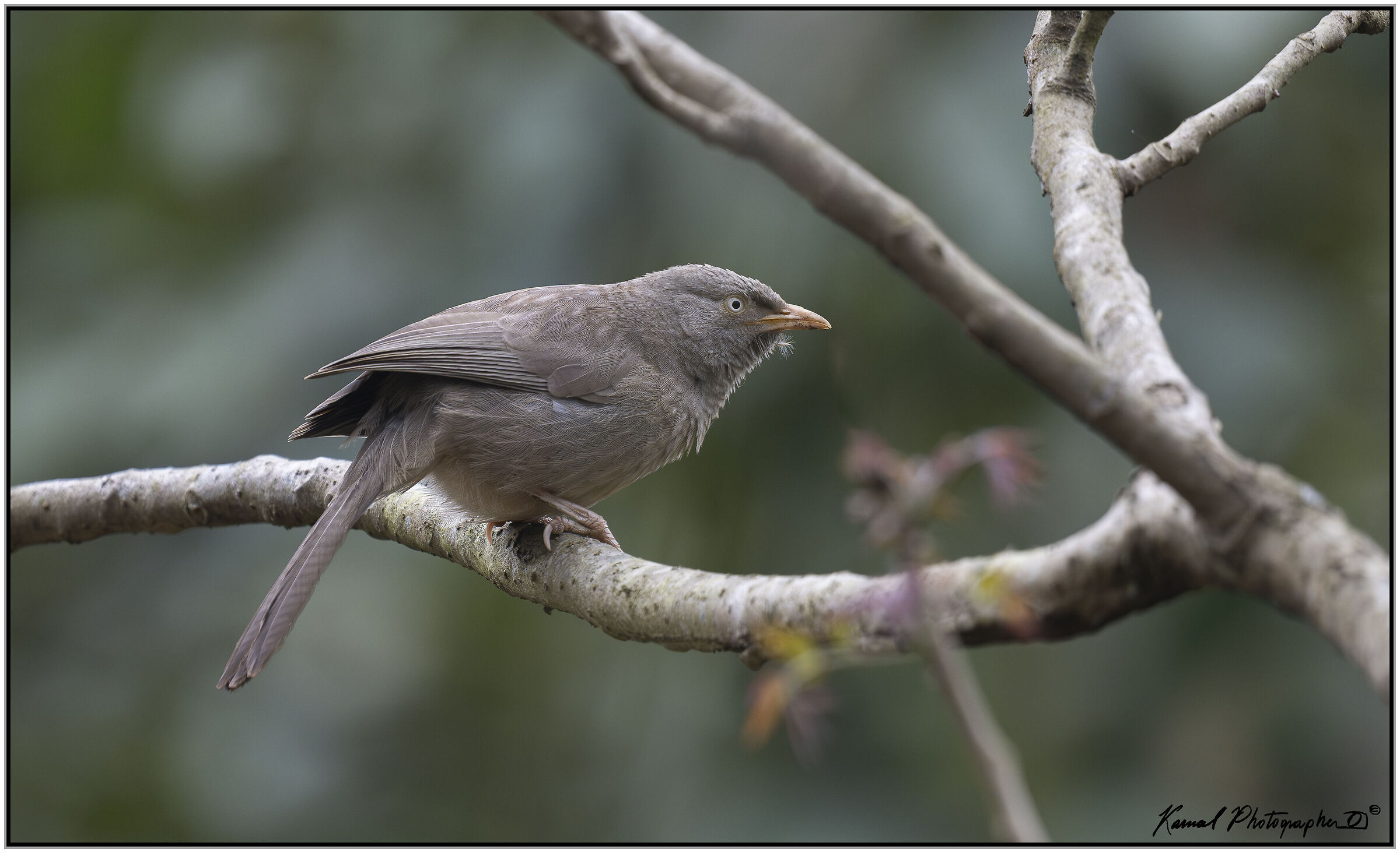 Jungle Babbler (Argya striata)