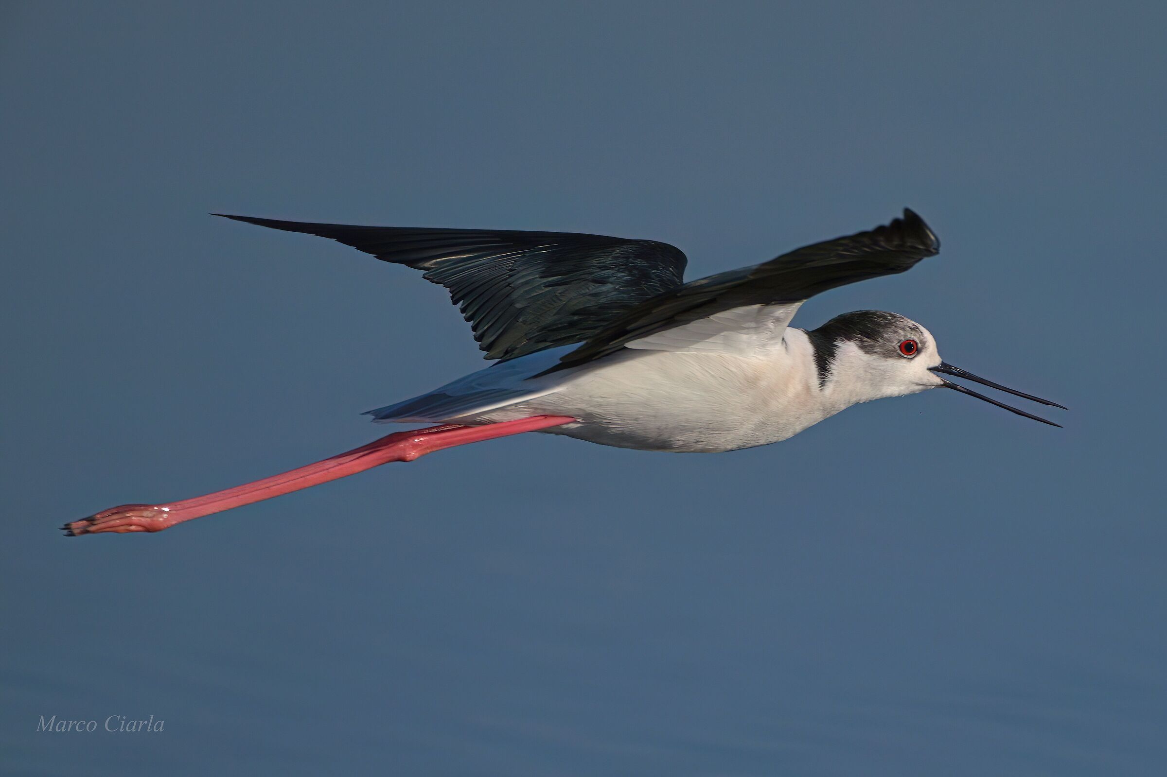 Black-winged Stilt (Himantopus himantopus)