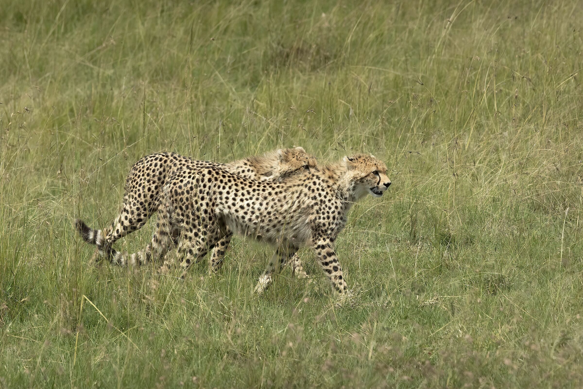 Pas de deux
