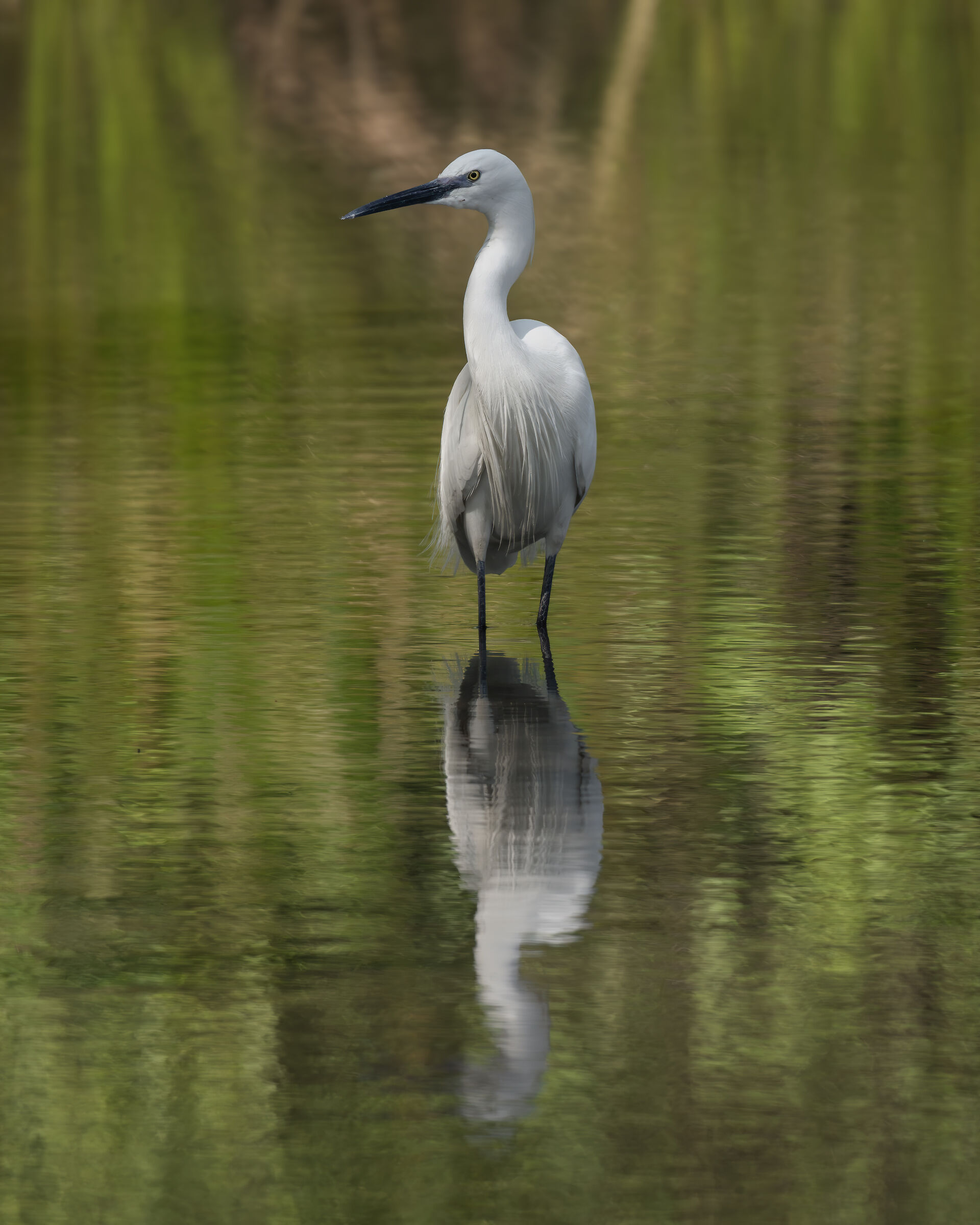Little Egret