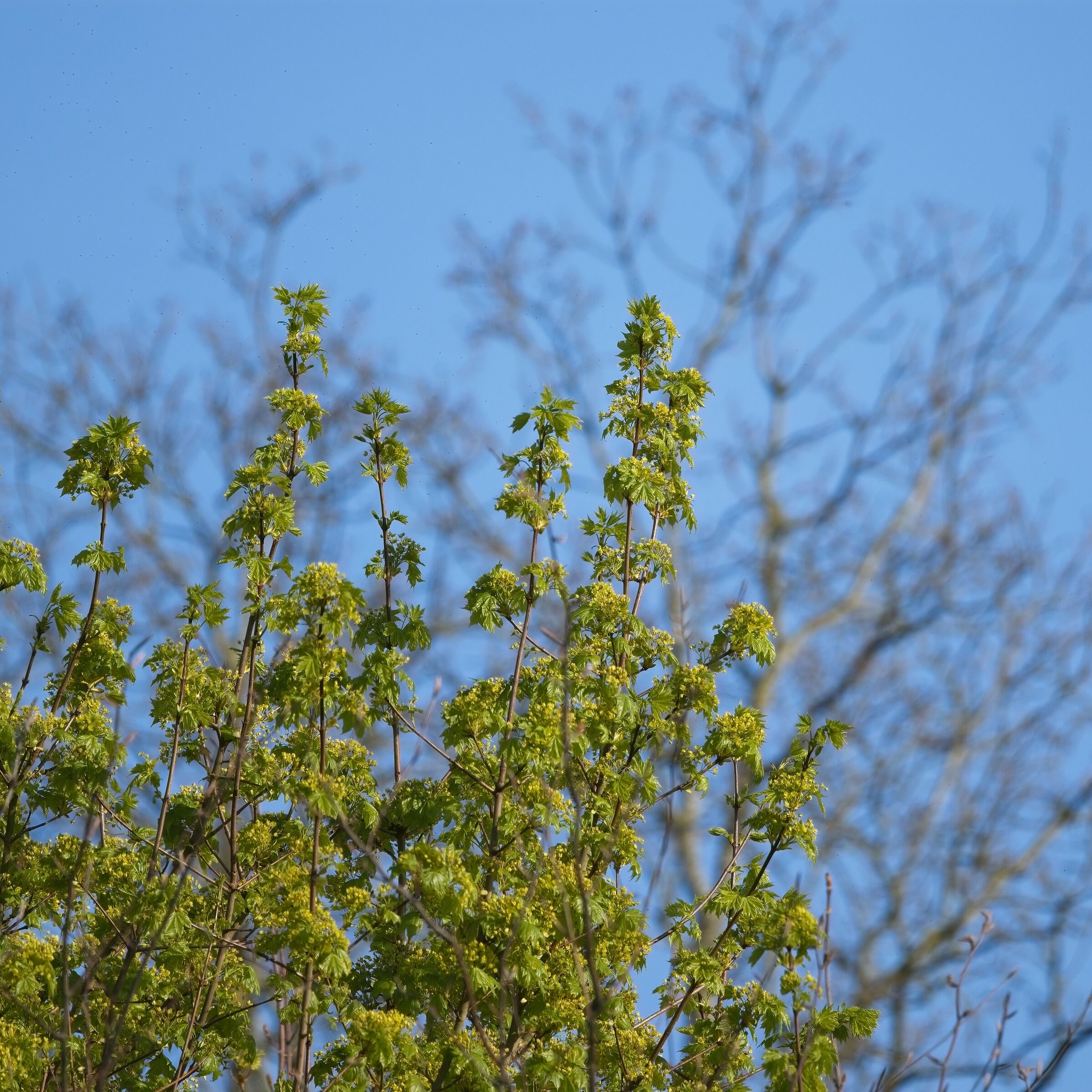 Sycamore tree