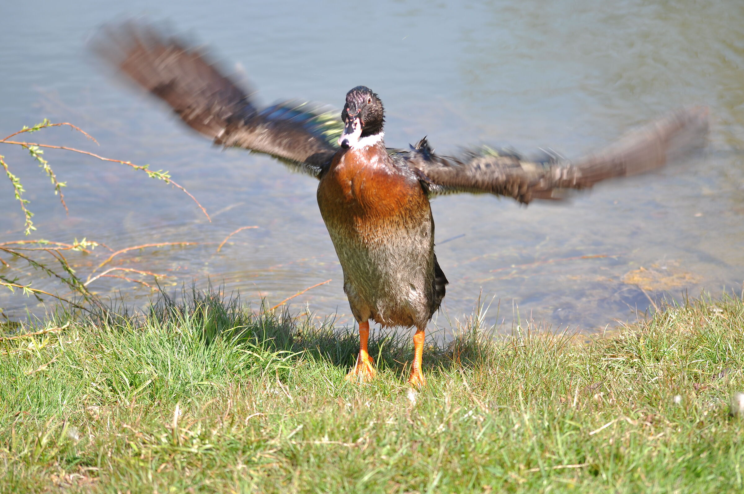 Duckling
