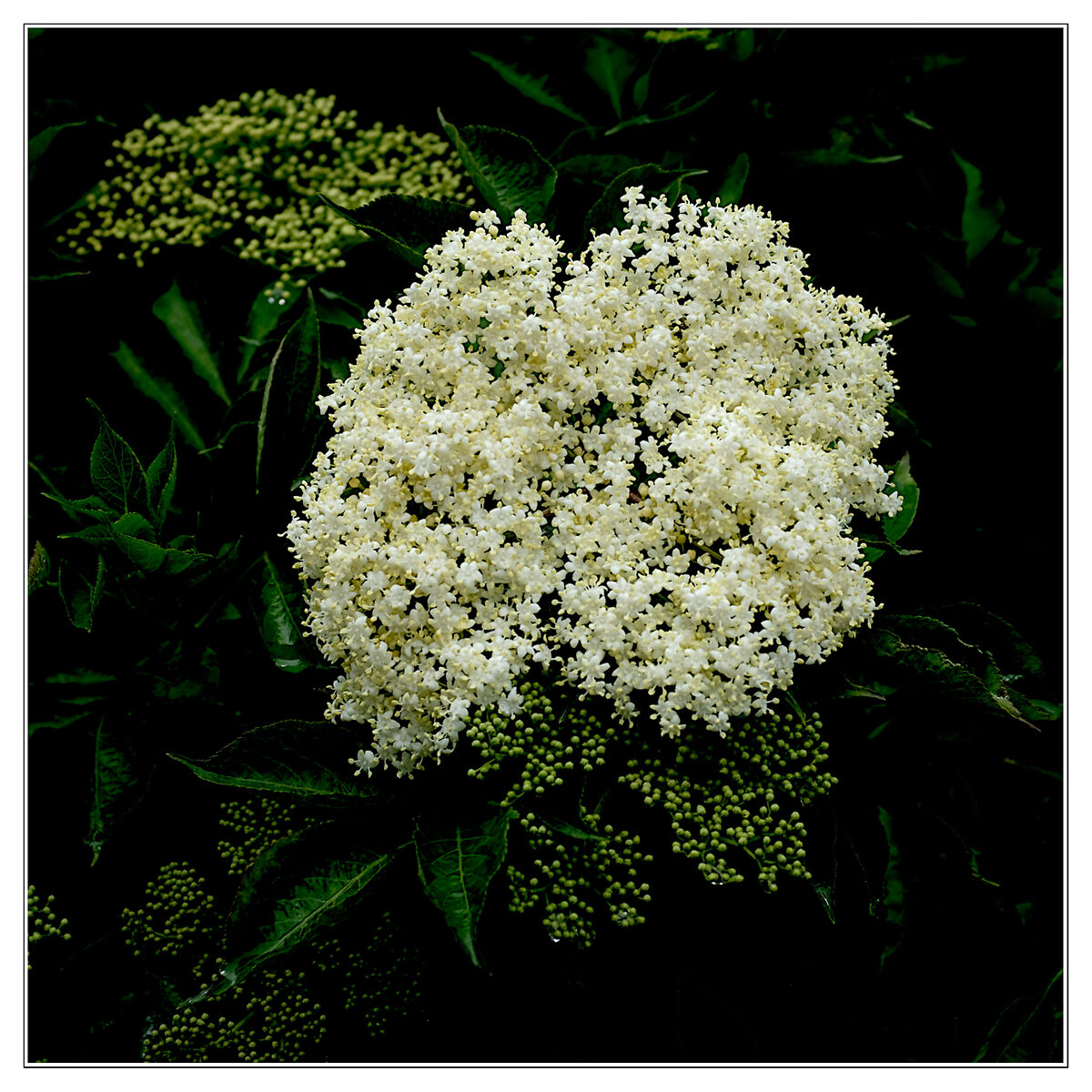 Elderberry