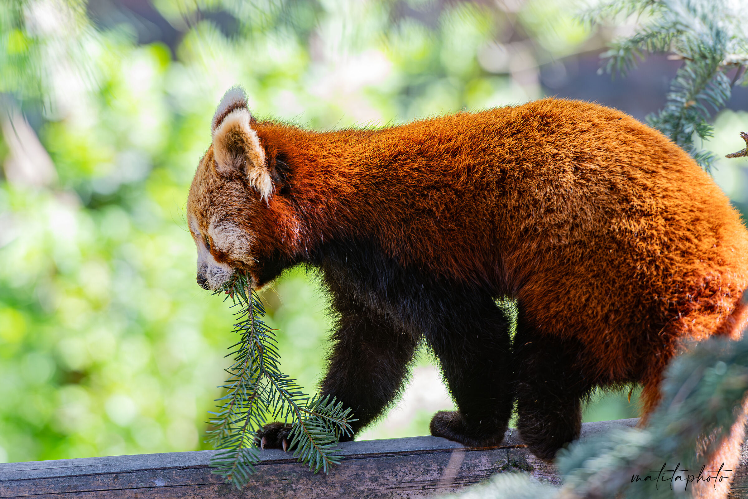 Red Panda