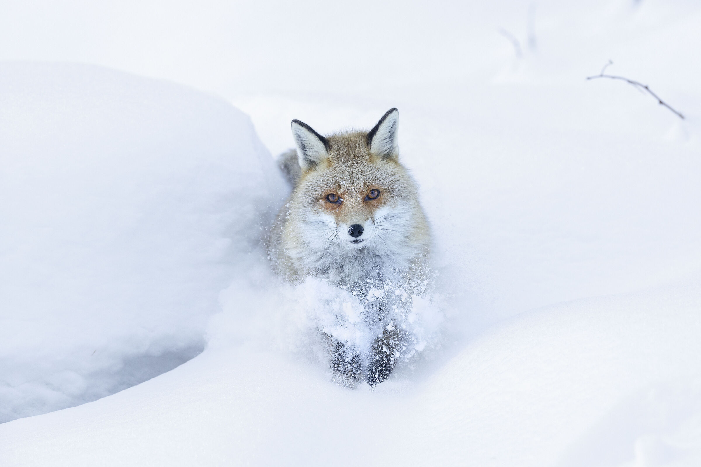 Red Fox